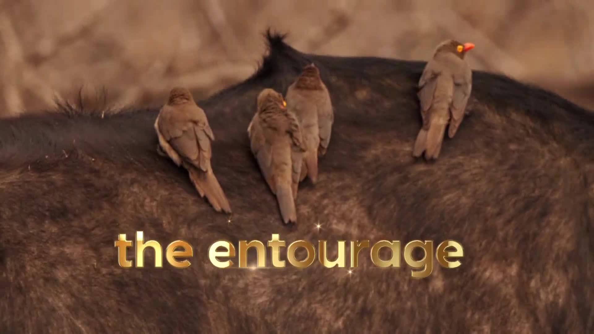 AnimalPlanet