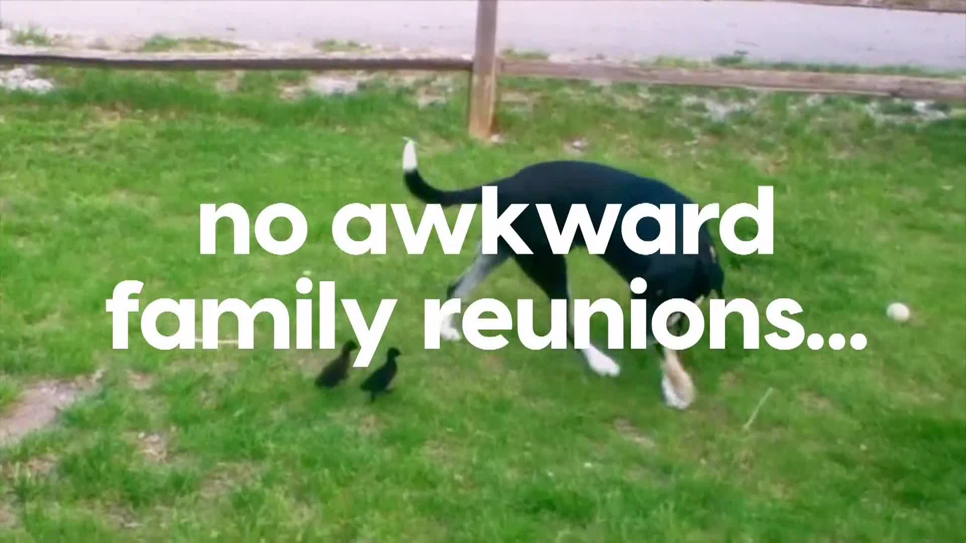 AnimalPlanet