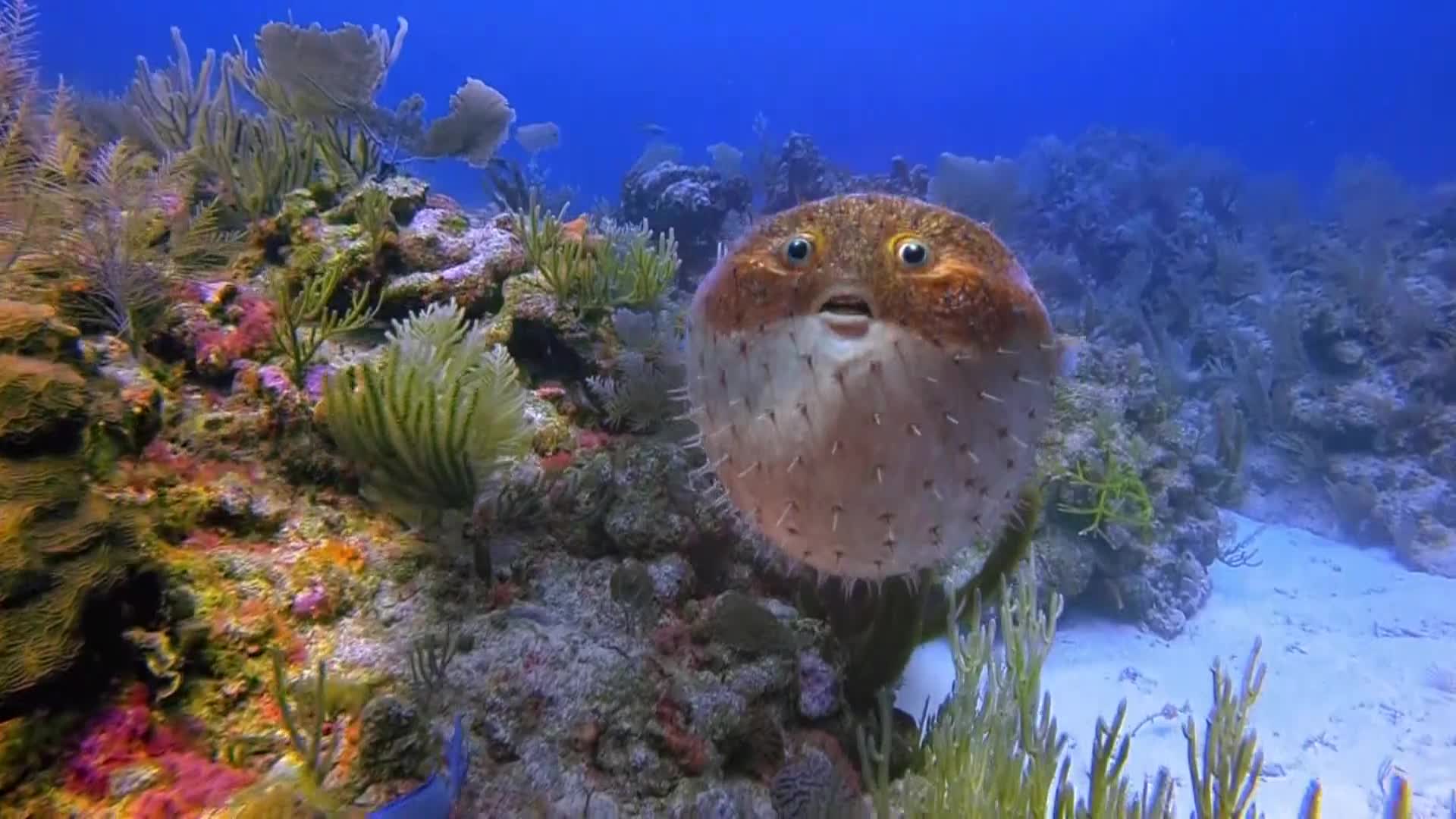 AnimalPlanet