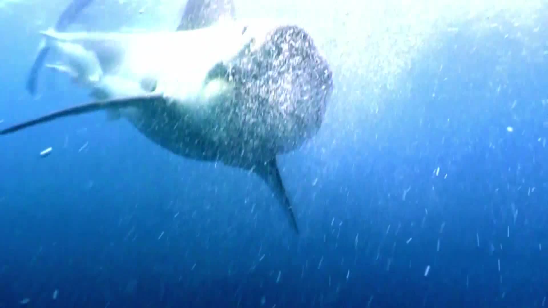 AnimalPlanet