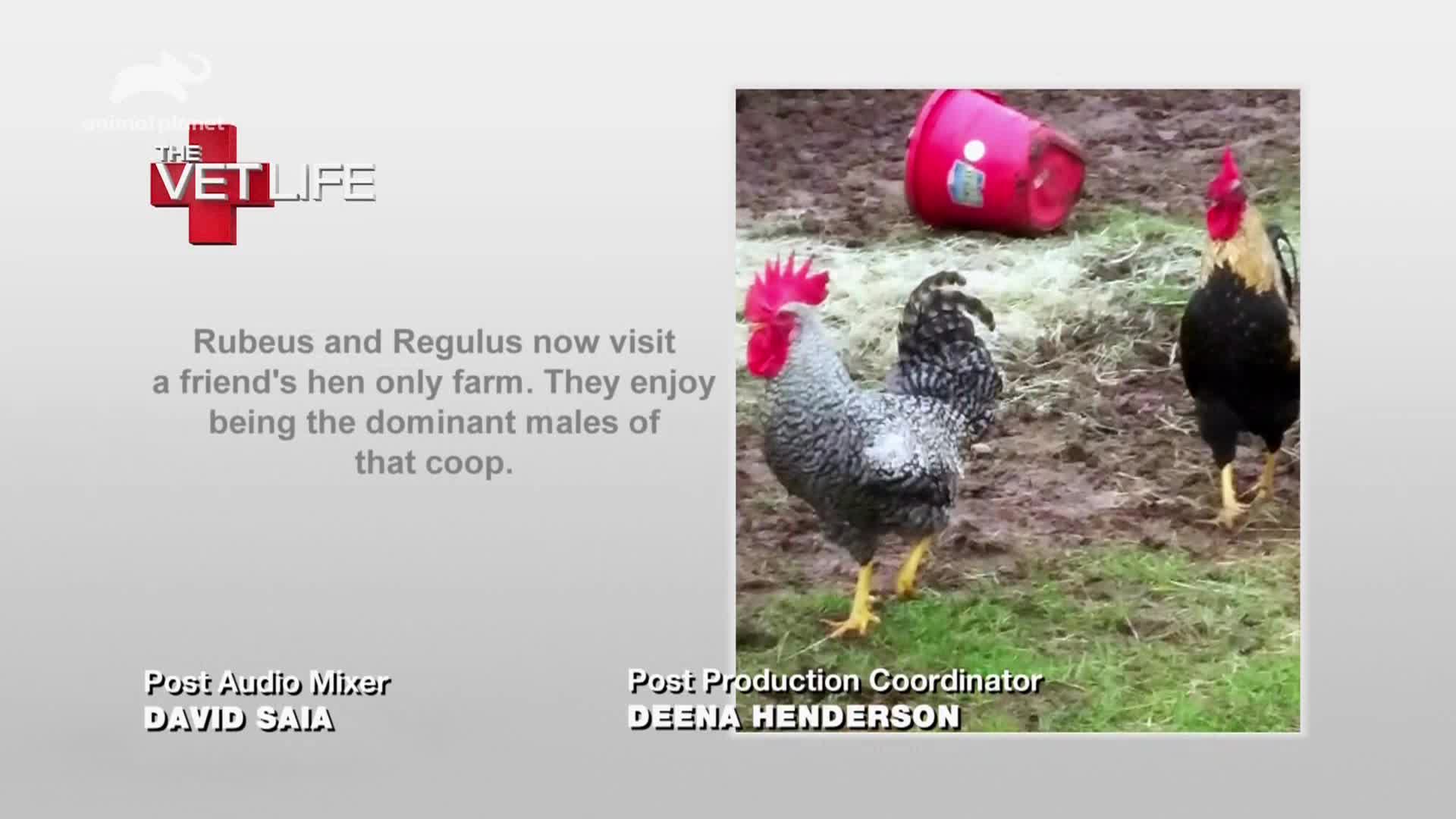 AnimalPlanet