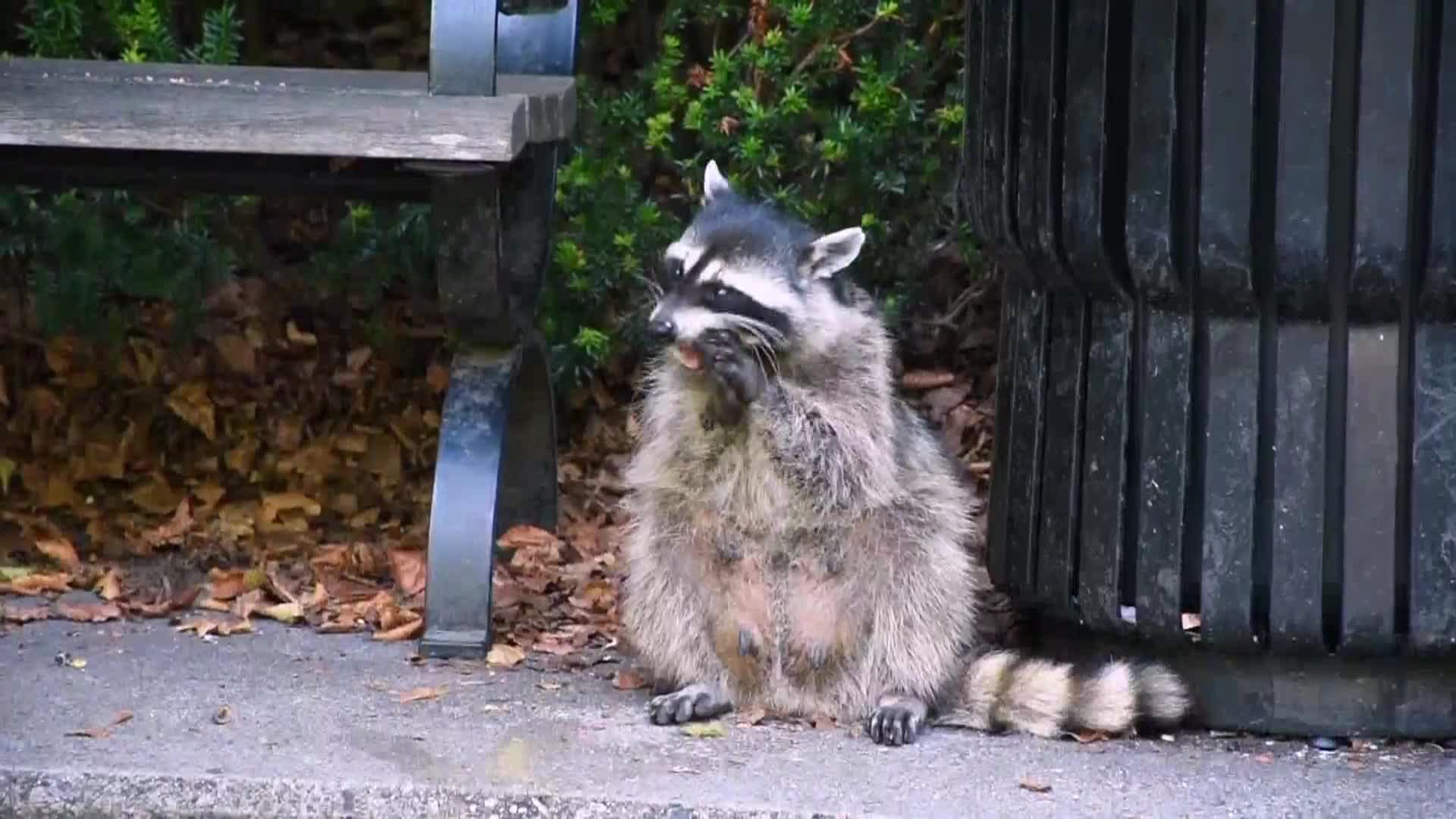 AnimalPlanet