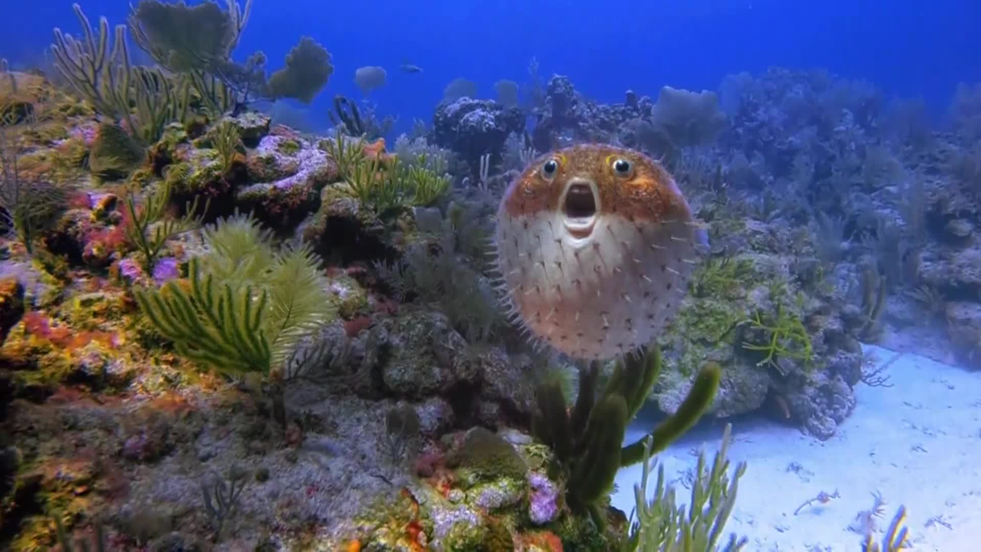 AnimalPlanet