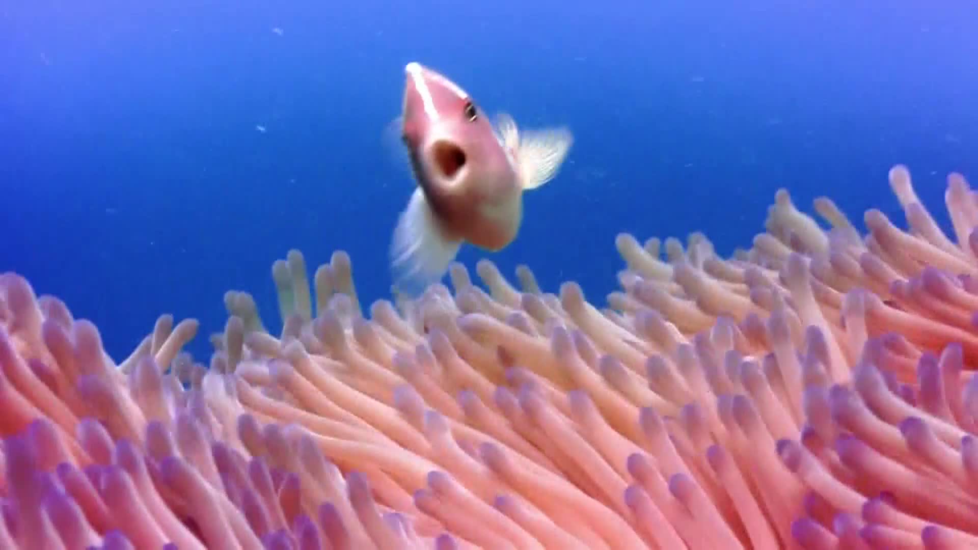 AnimalPlanet