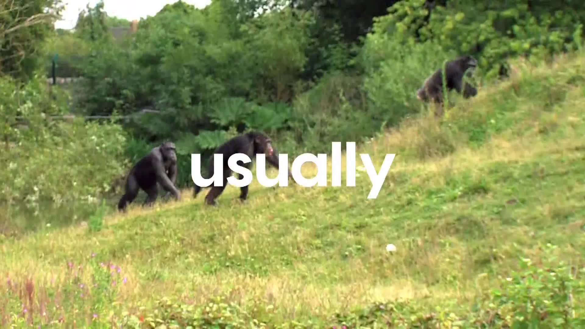 AnimalPlanet