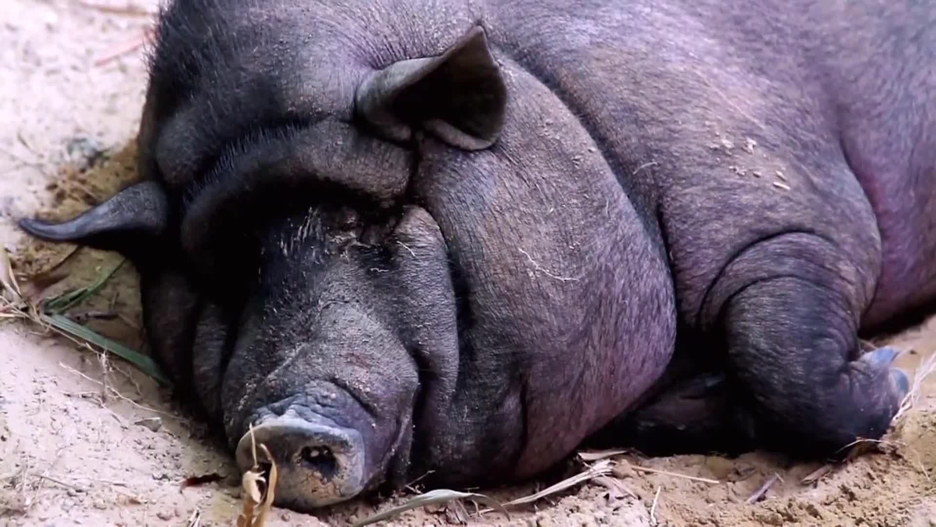 AnimalPlanet