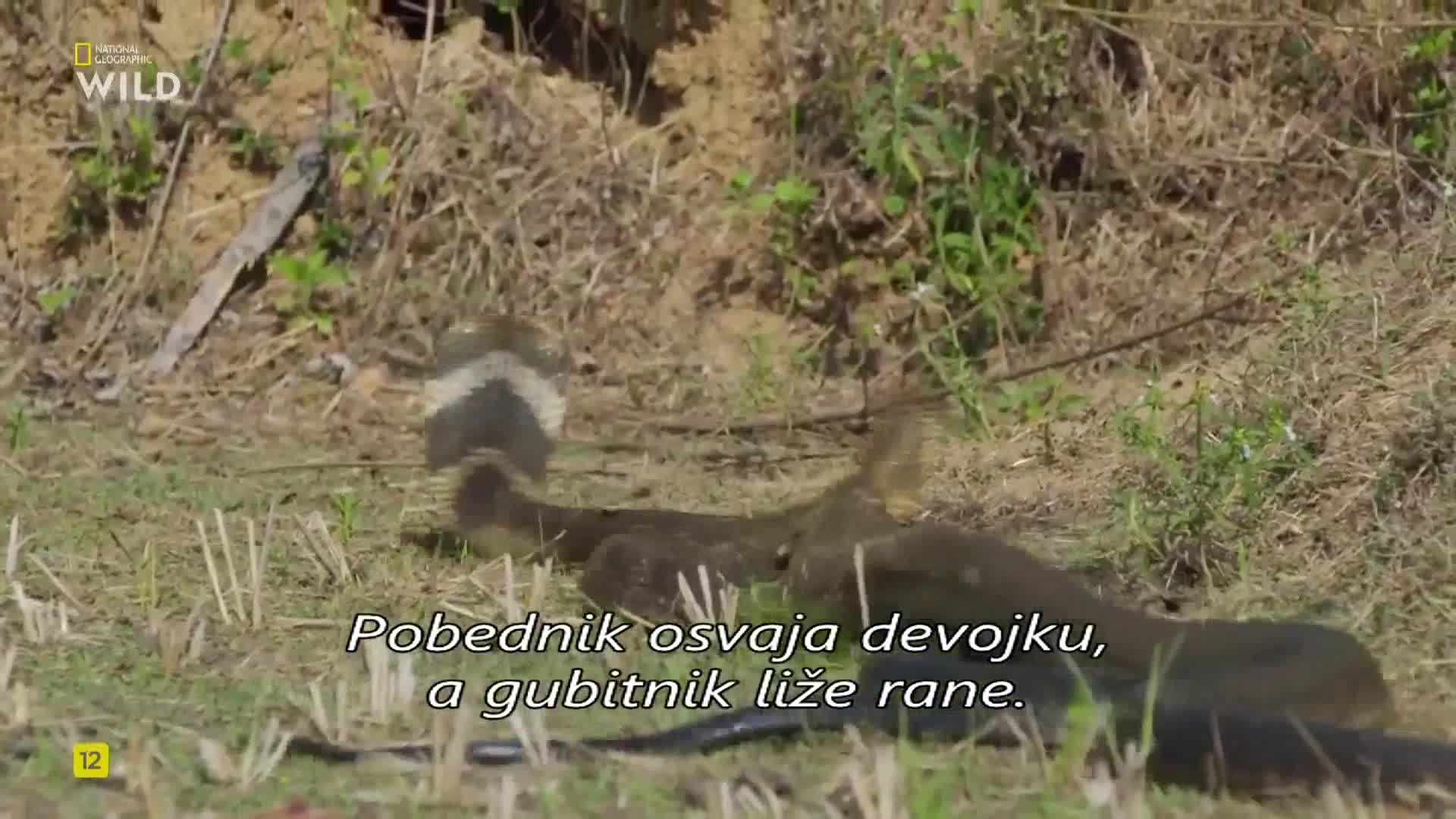 Premium9
