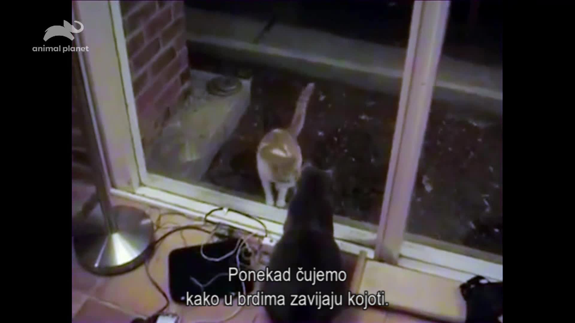 AnimalPlanet