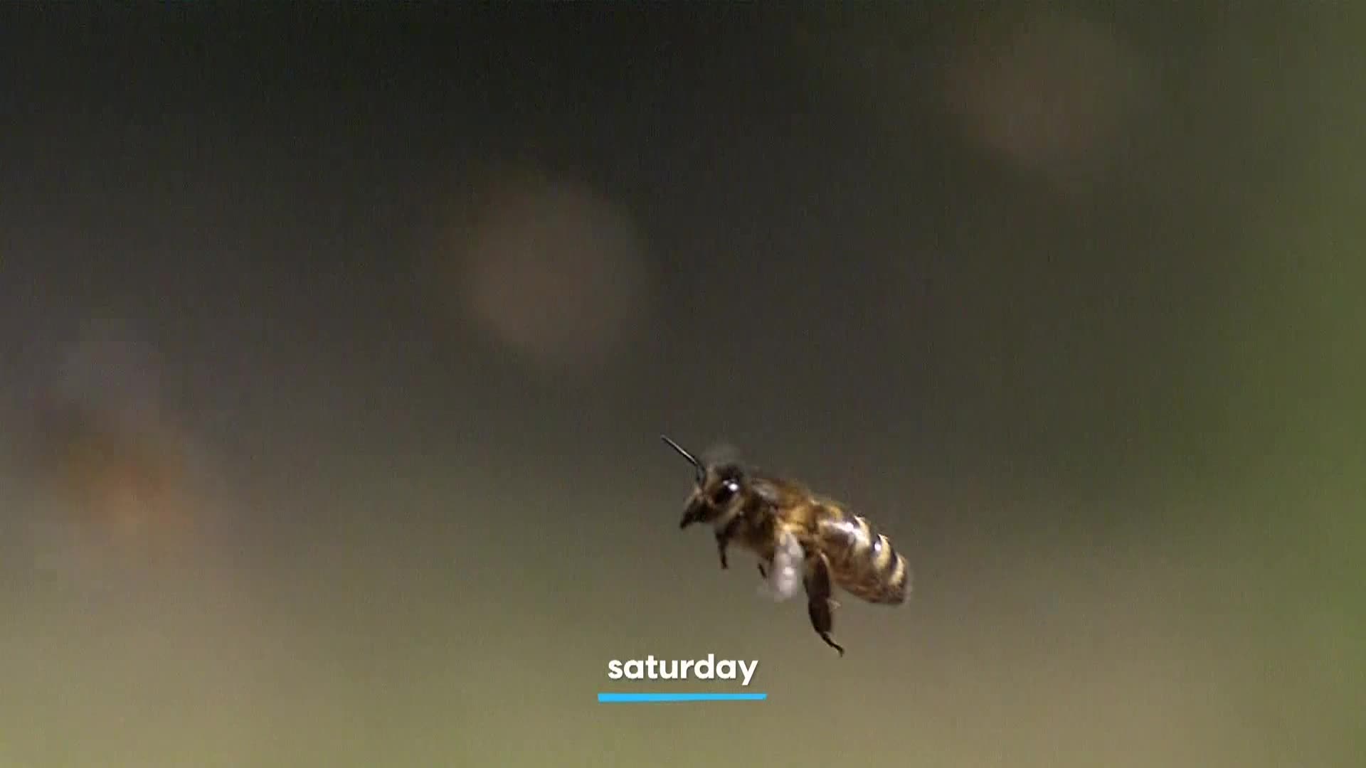 AnimalPlanet