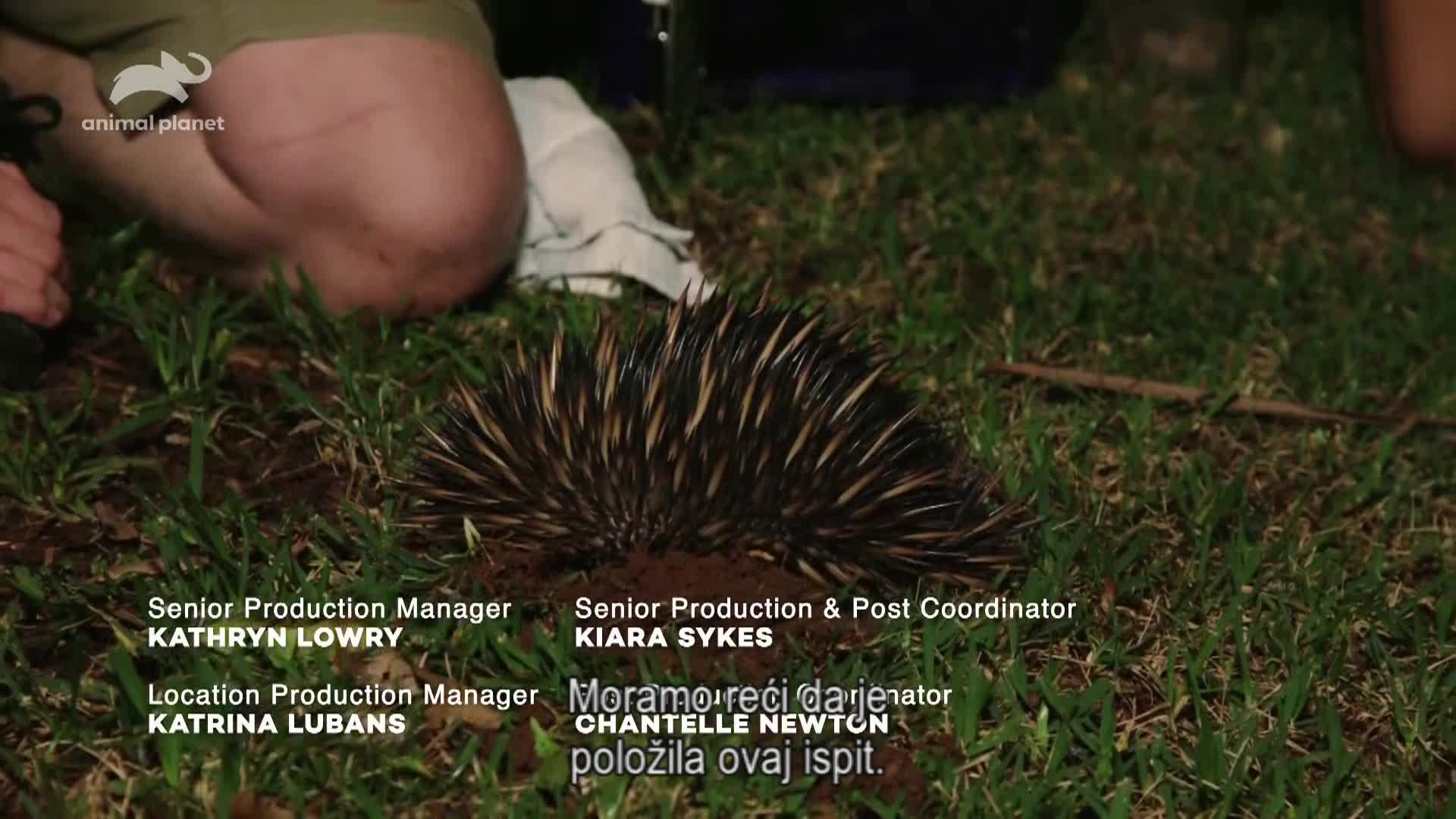 AnimalPlanet