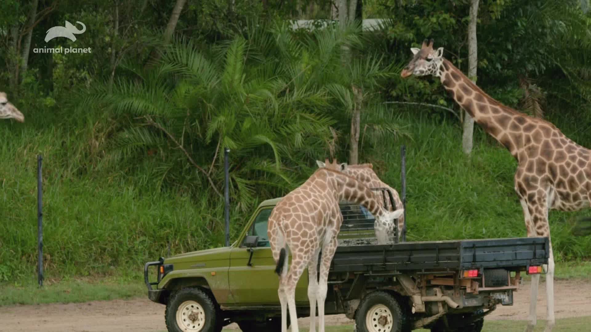 AnimalPlanet