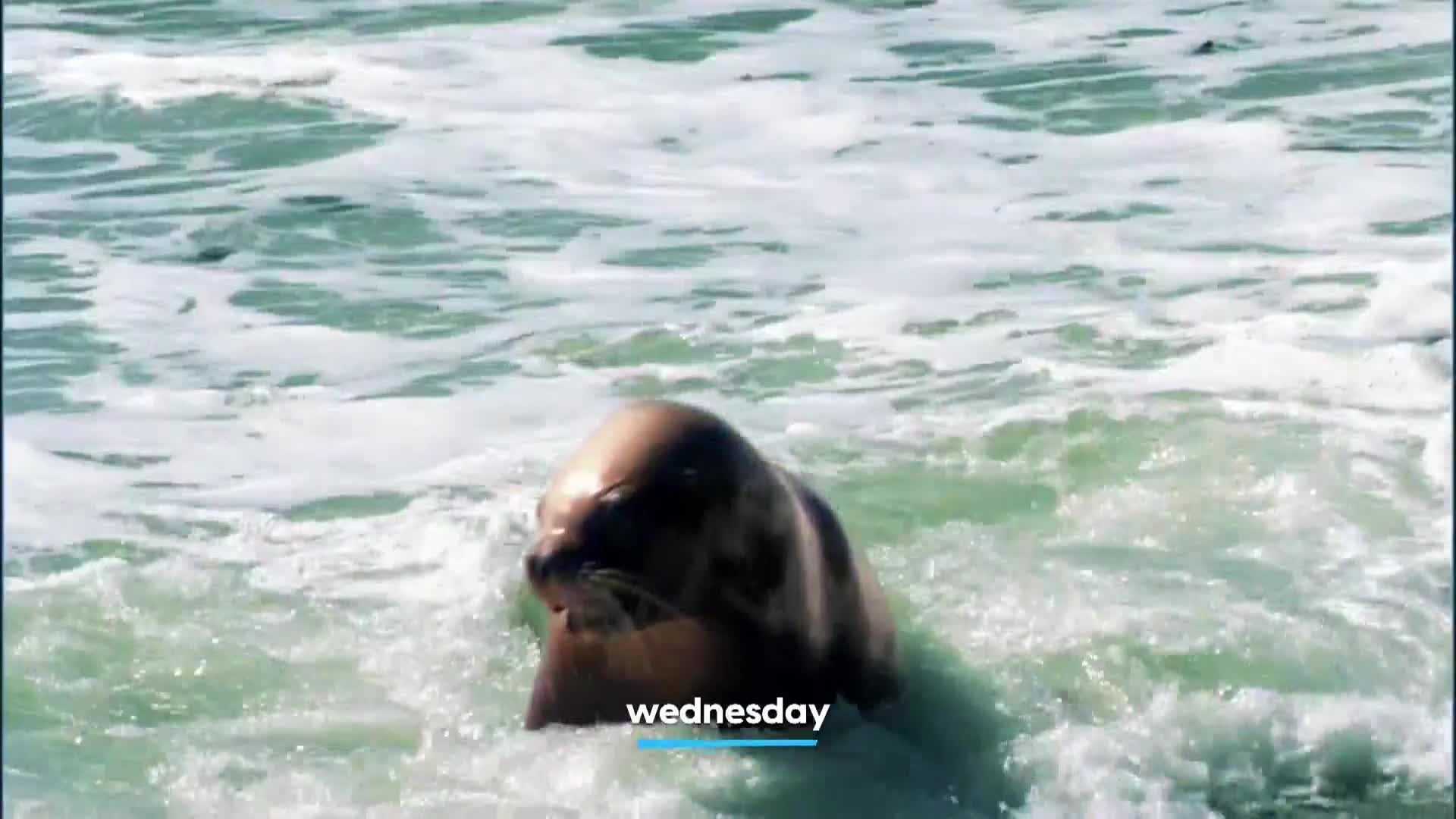 AnimalPlanet