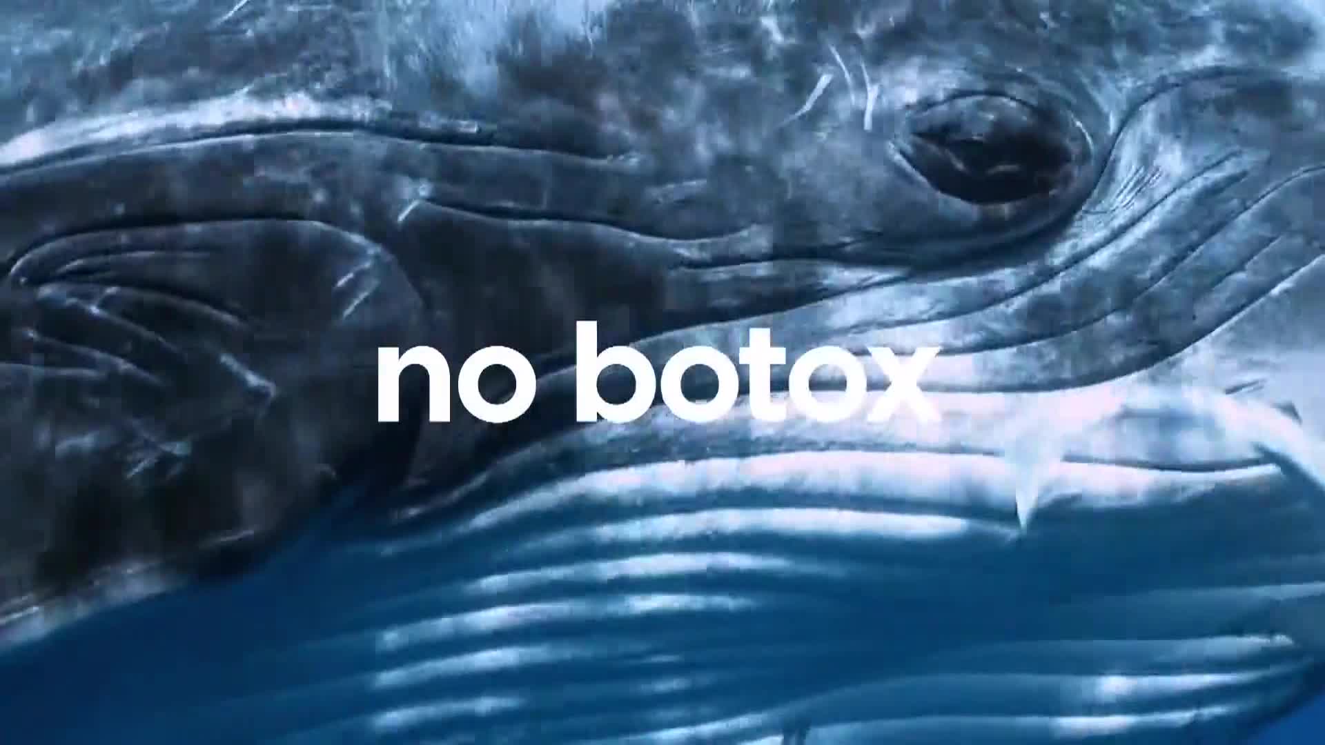 AnimalPlanet