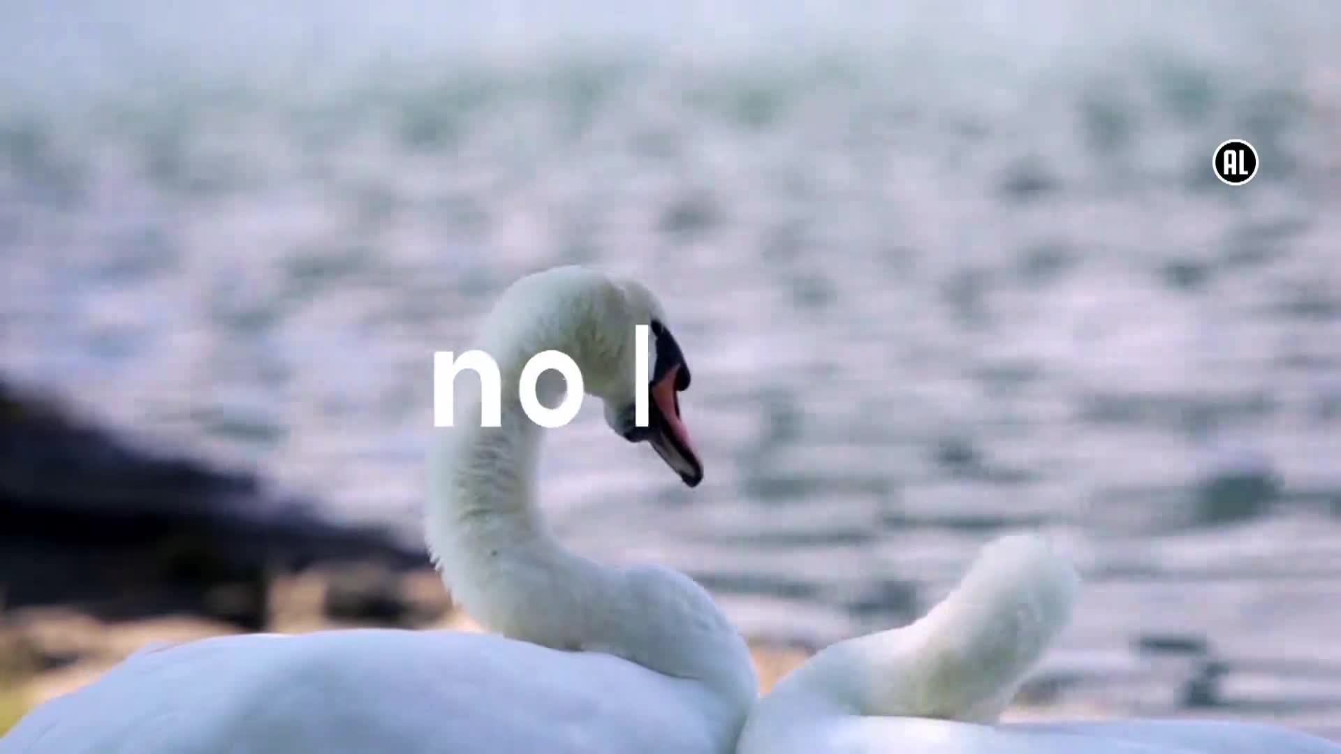 AnimalPlanet
