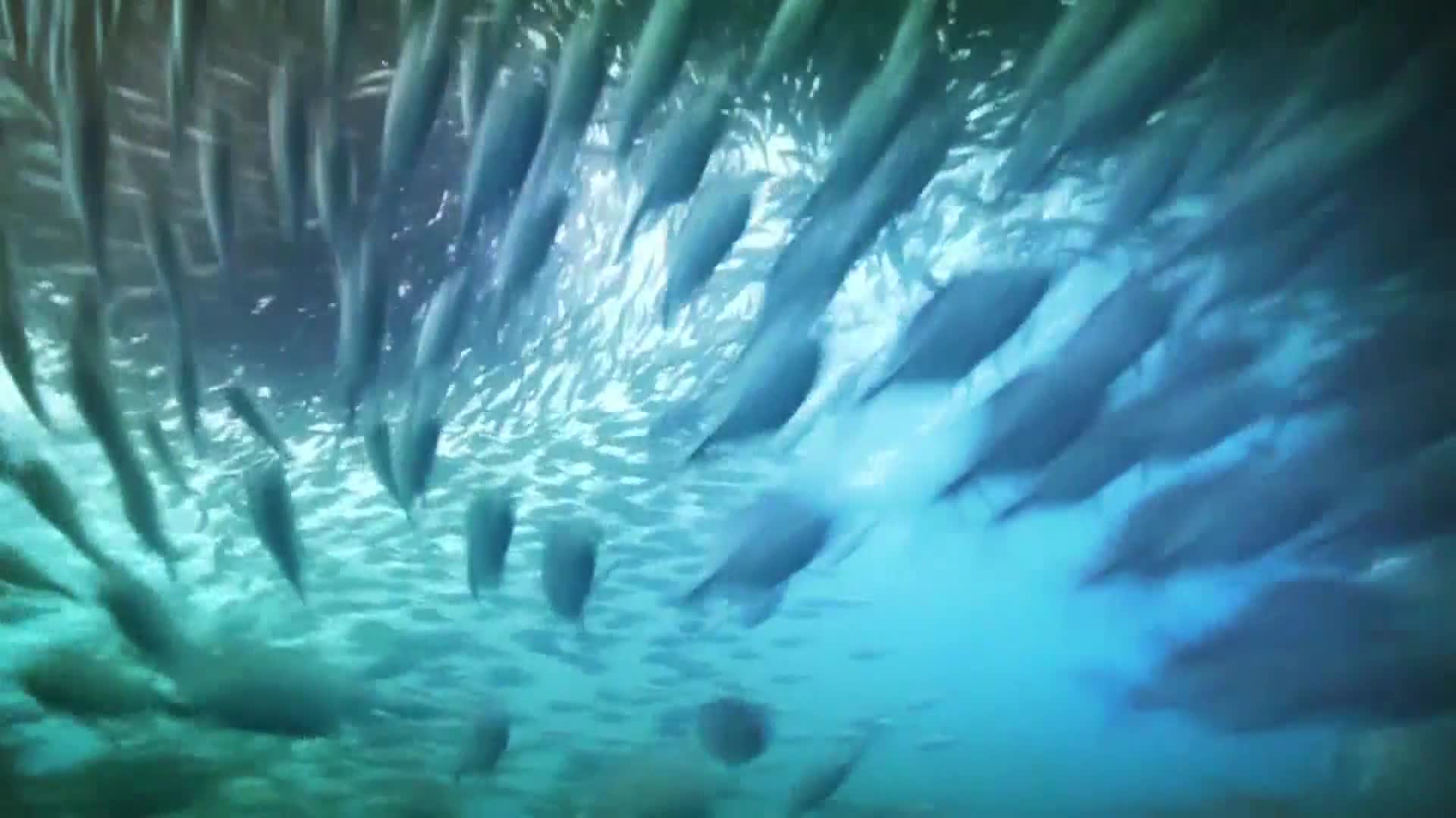 AnimalPlanet