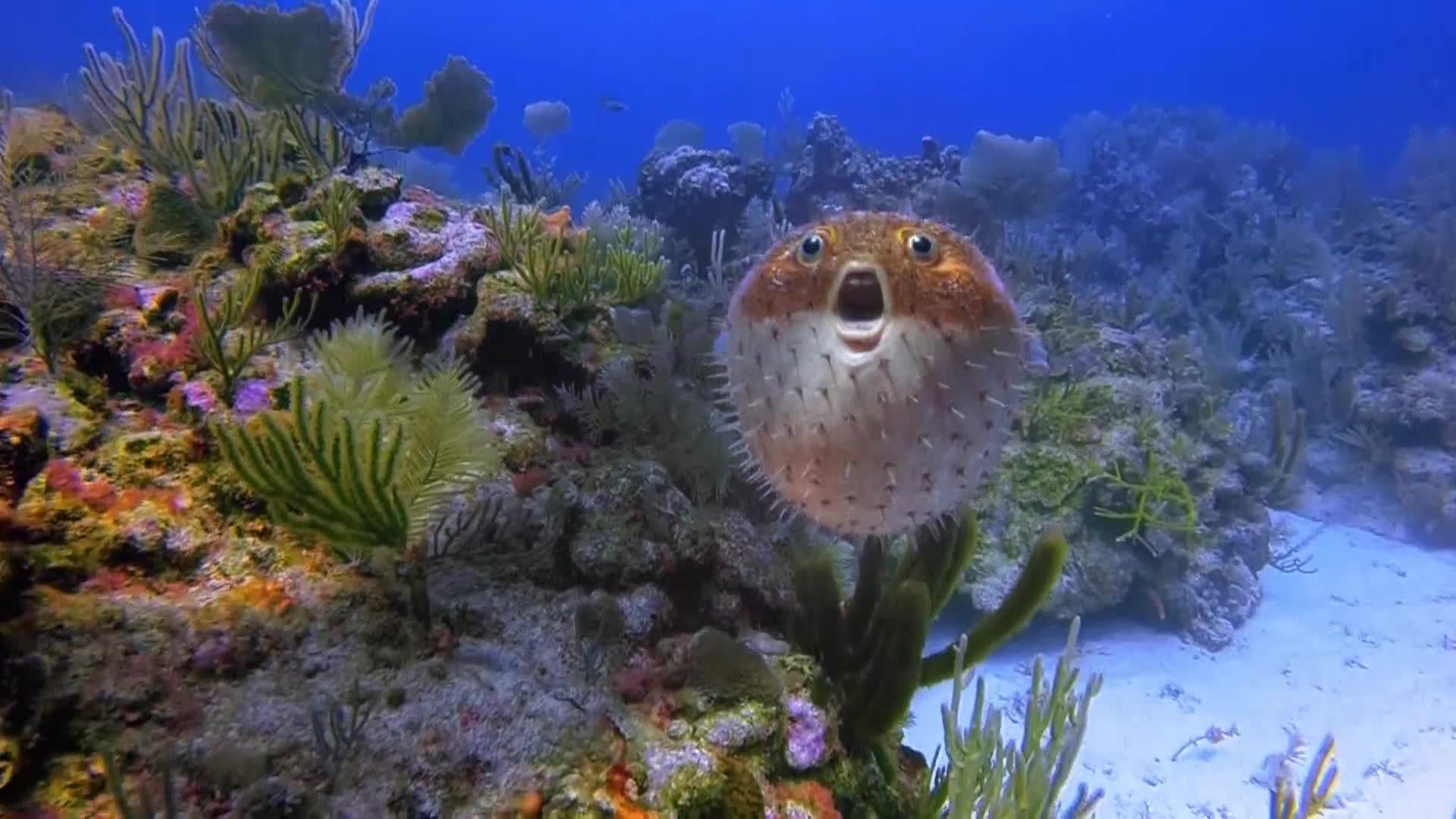 AnimalPlanet