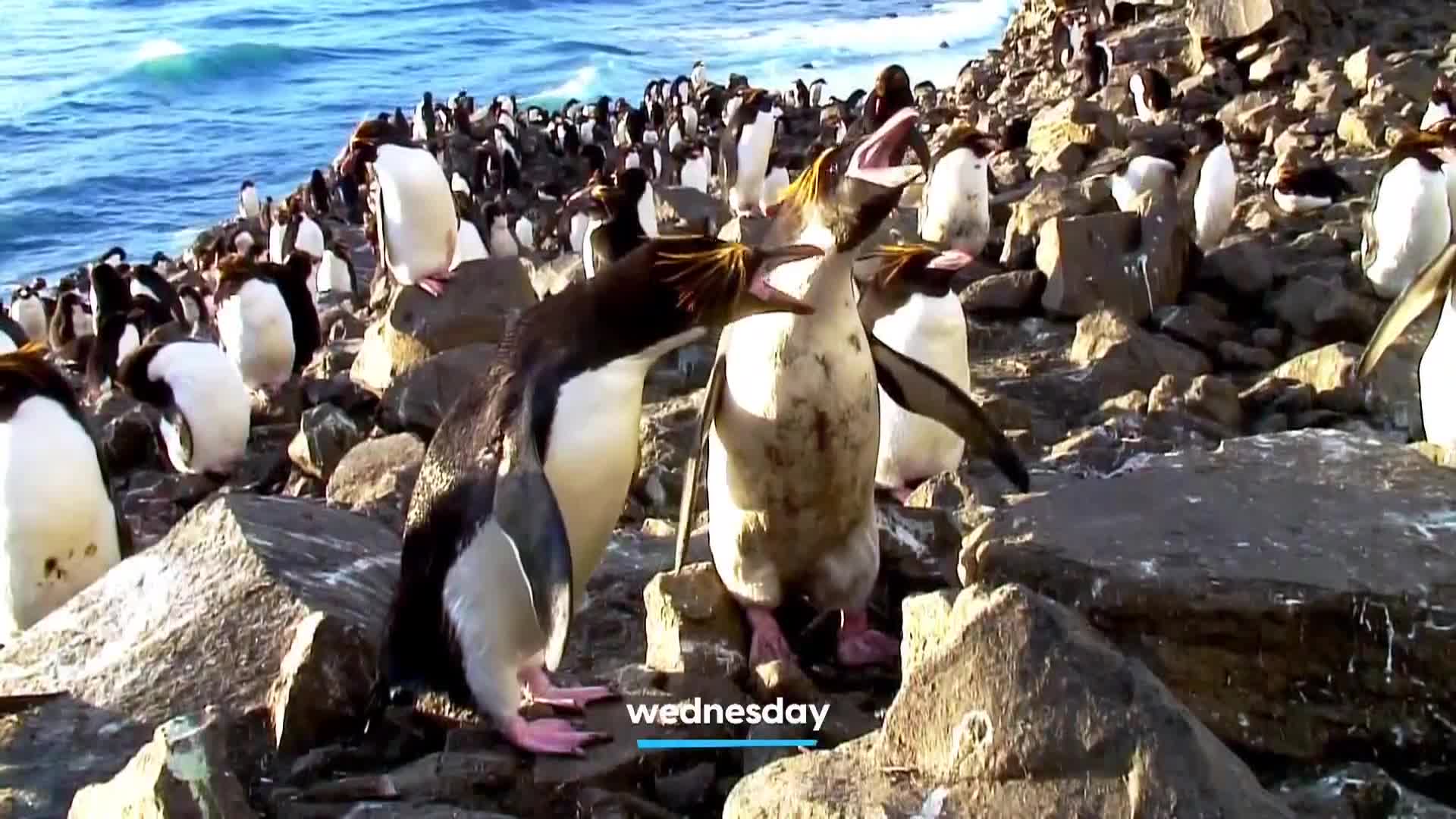 AnimalPlanet