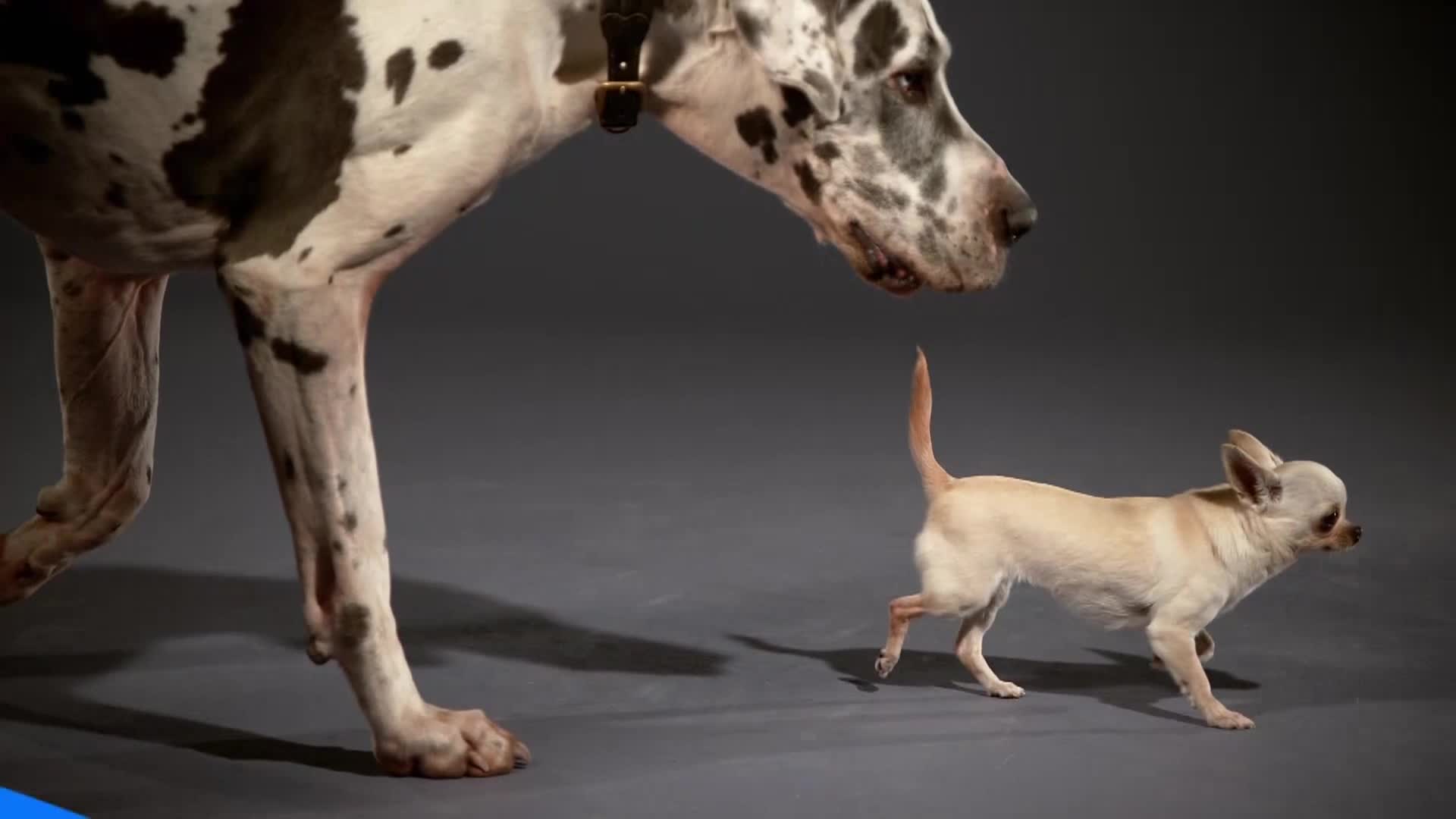 AnimalPlanet