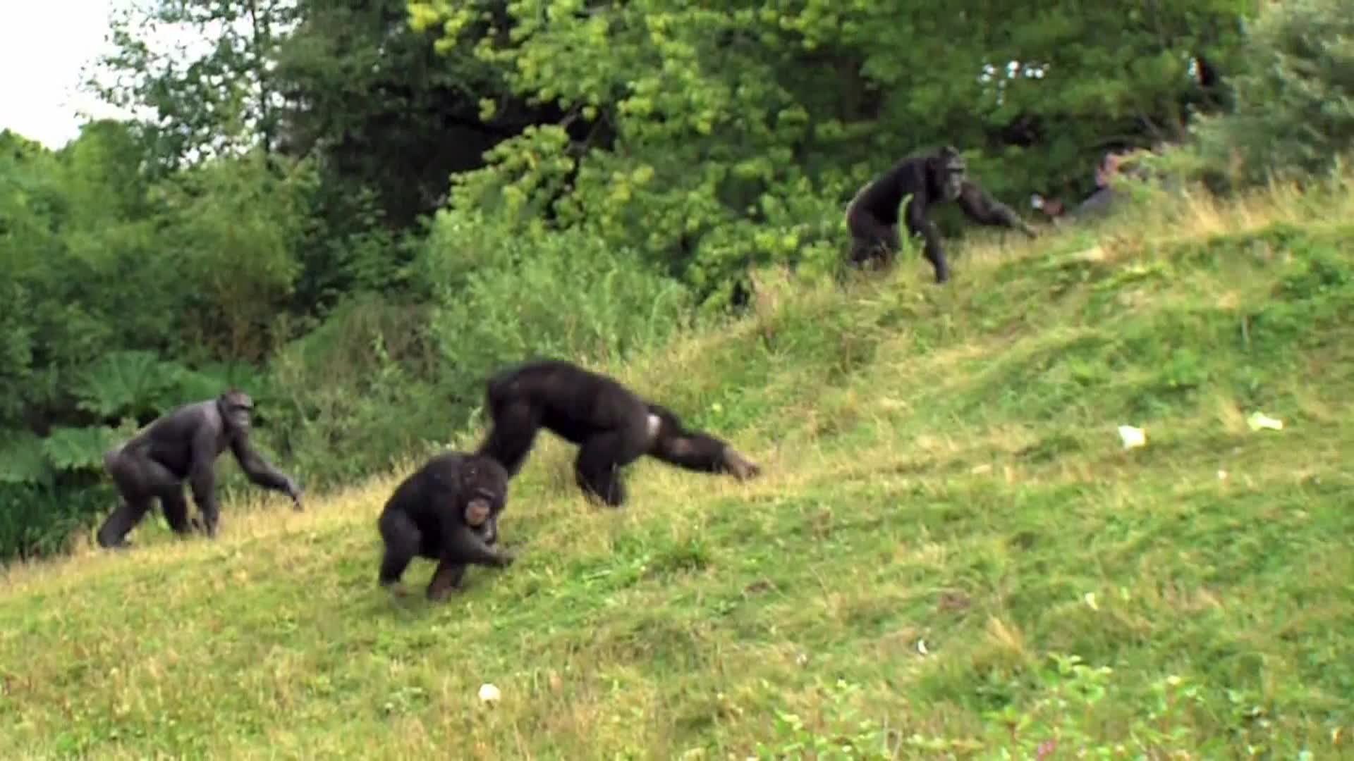 AnimalPlanet