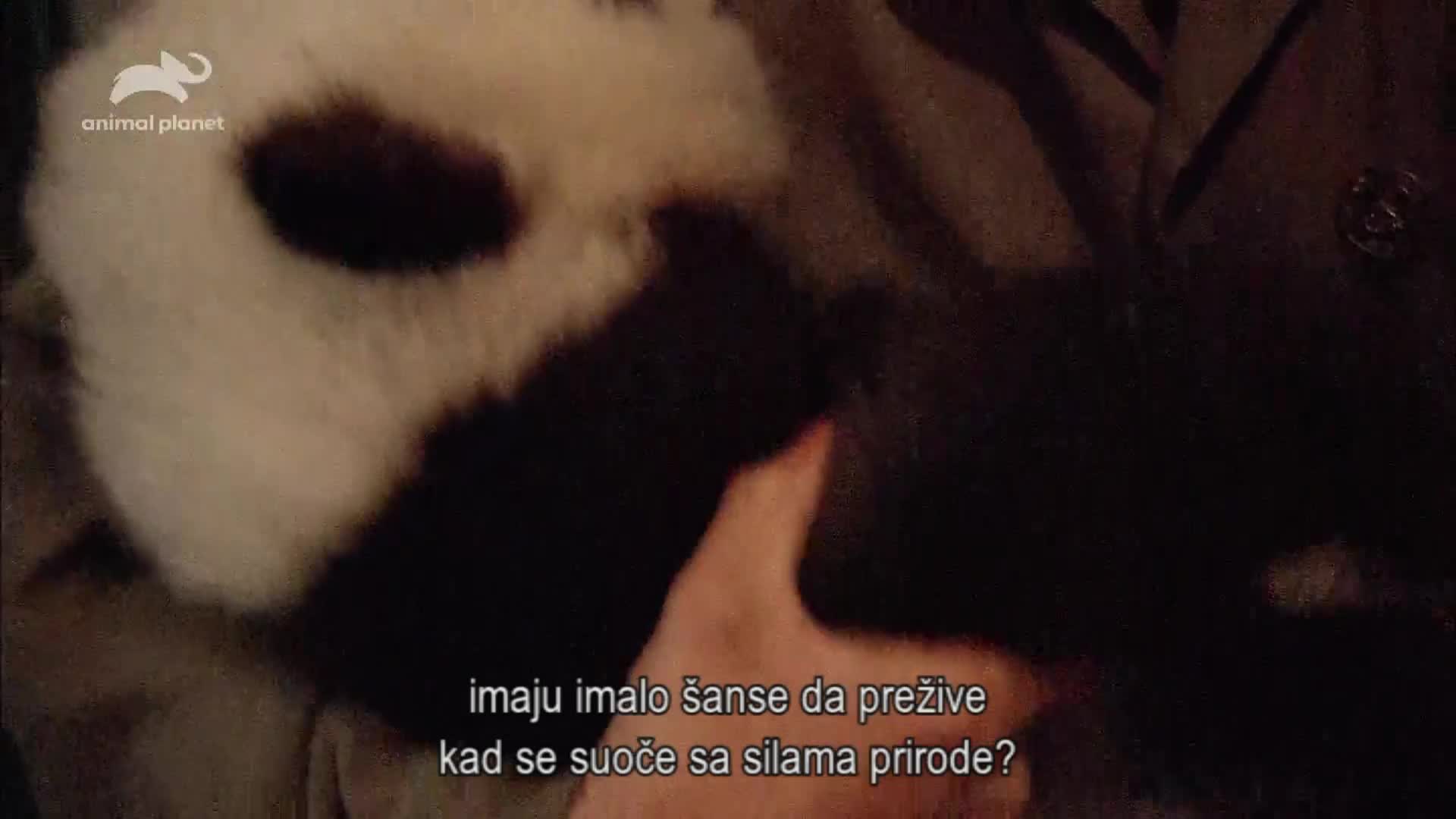 AnimalPlanet