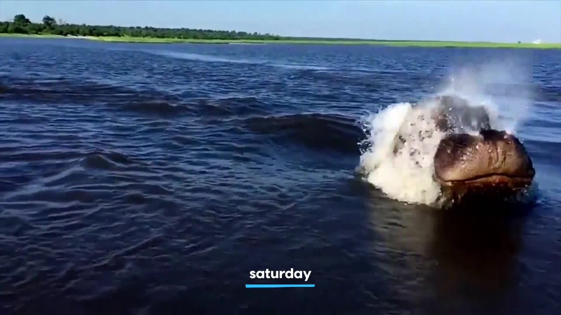 AnimalPlanet
