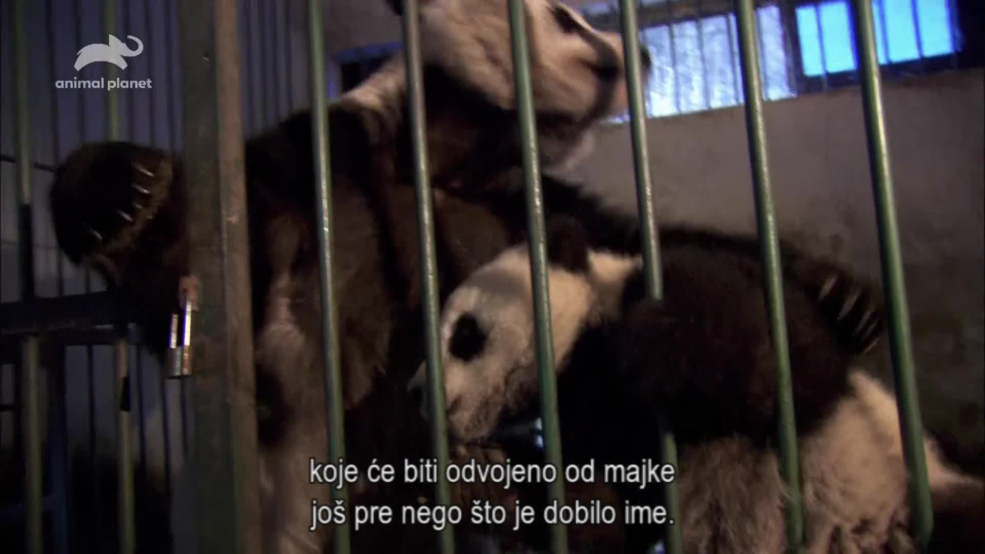 AnimalPlanet