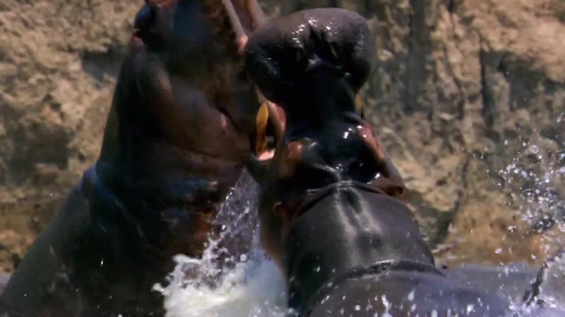 AnimalPlanet