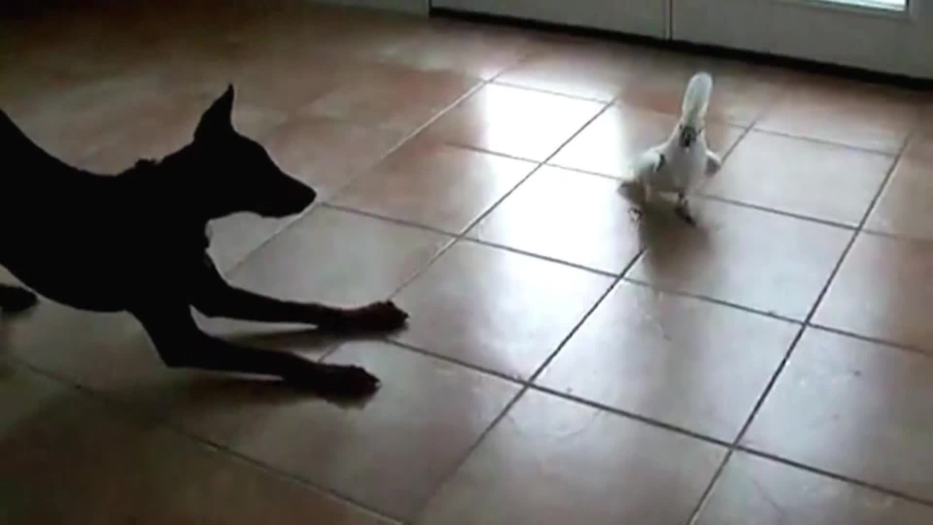 AnimalPlanet