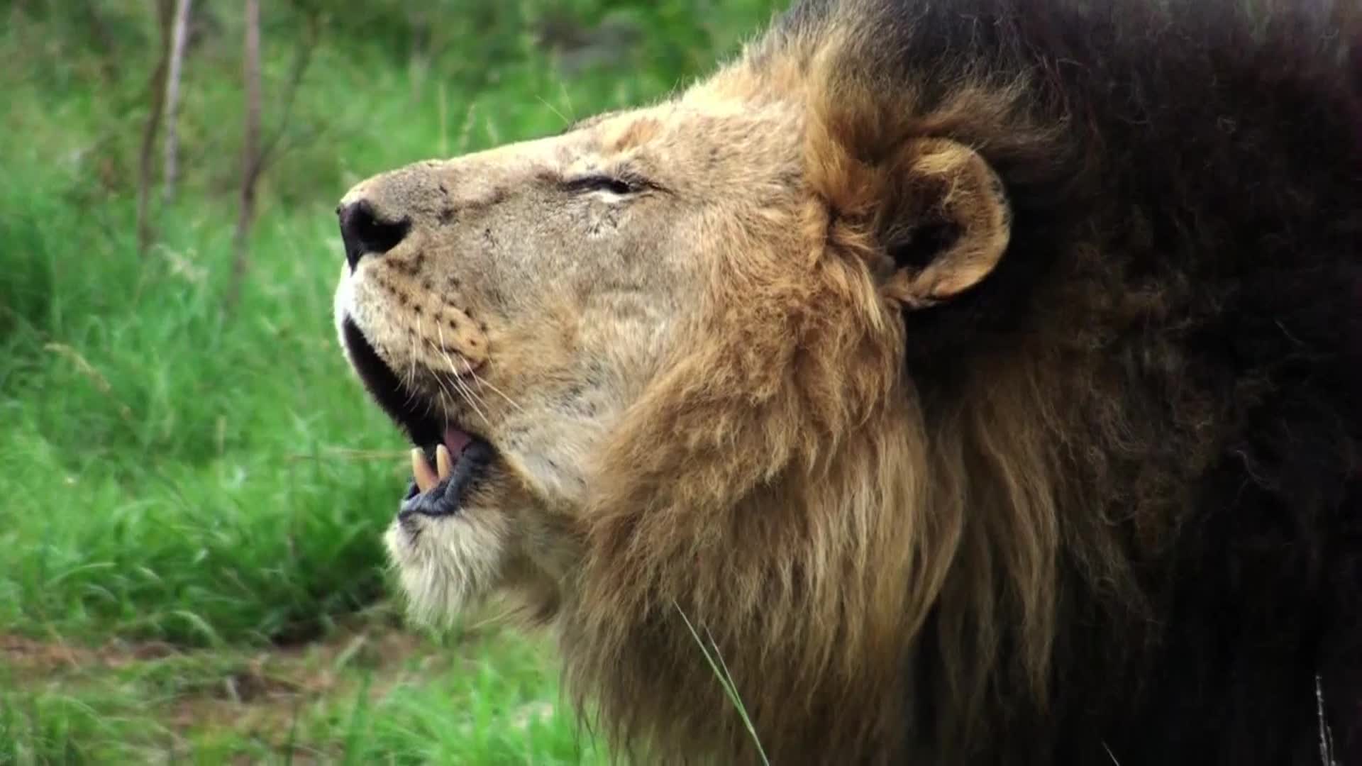 AnimalPlanet