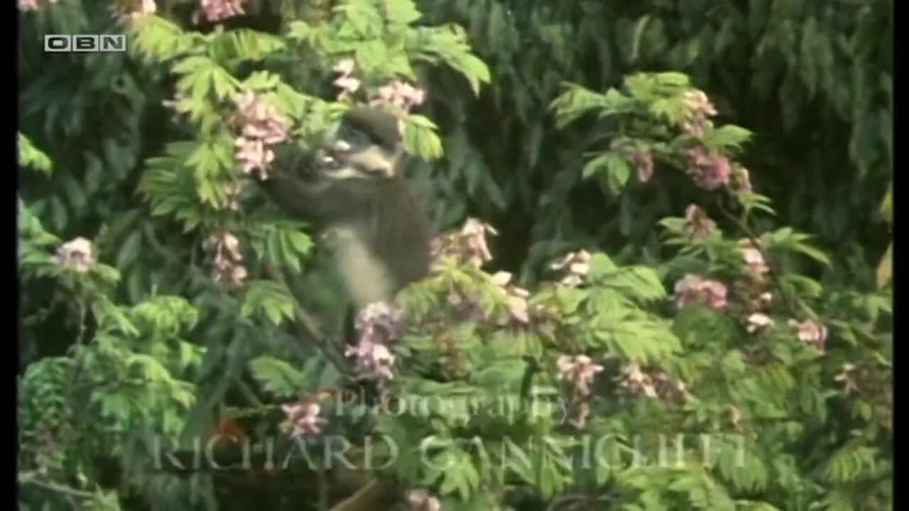 obn