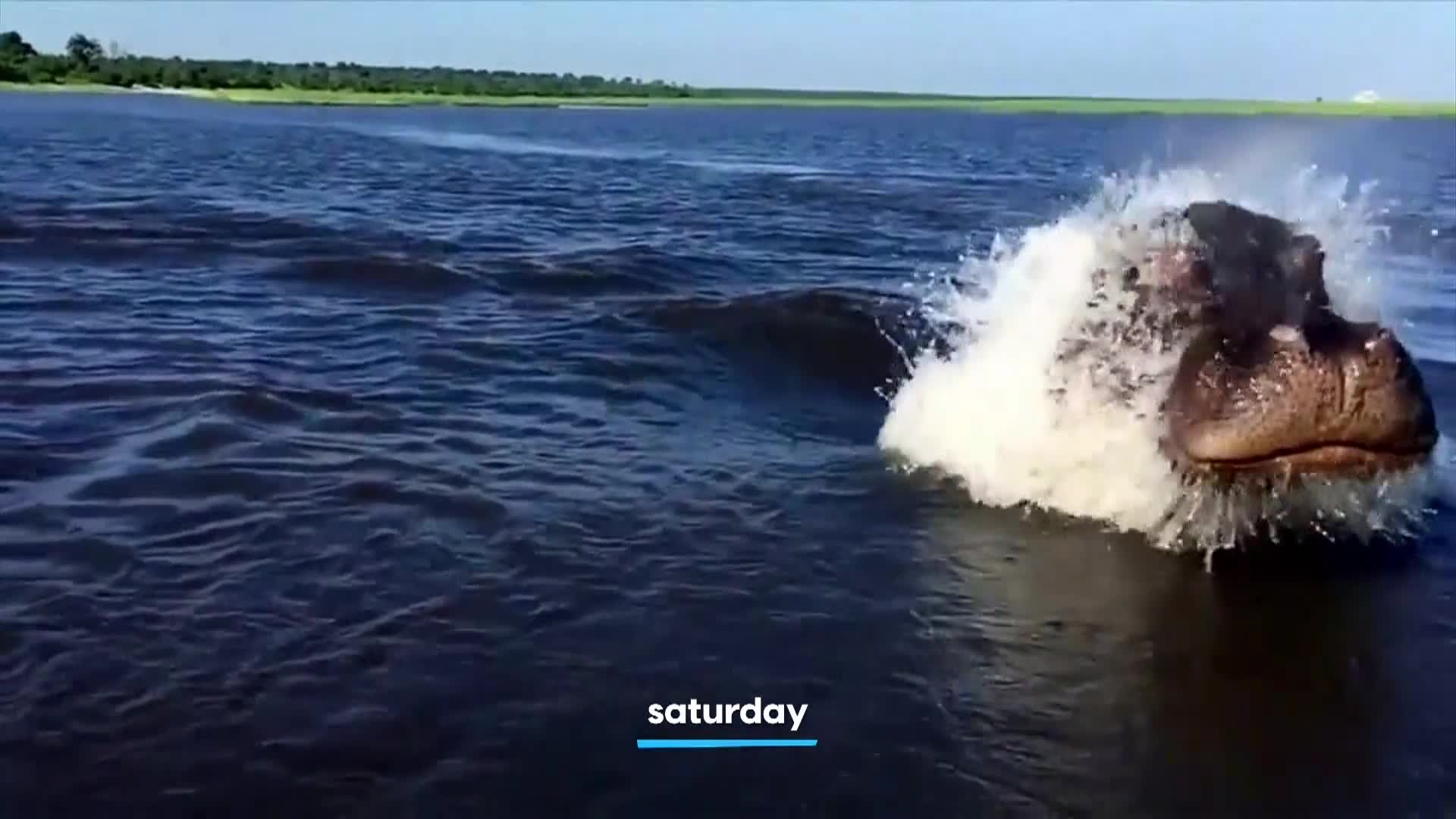 AnimalPlanet