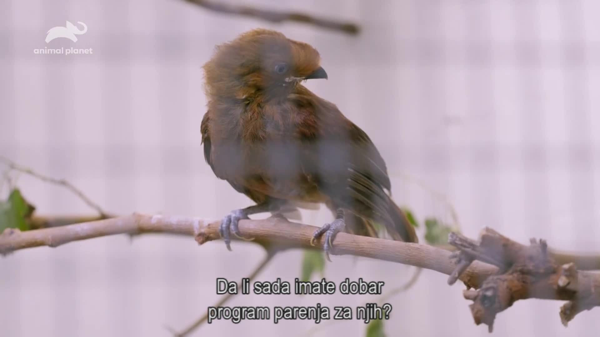 AnimalPlanet