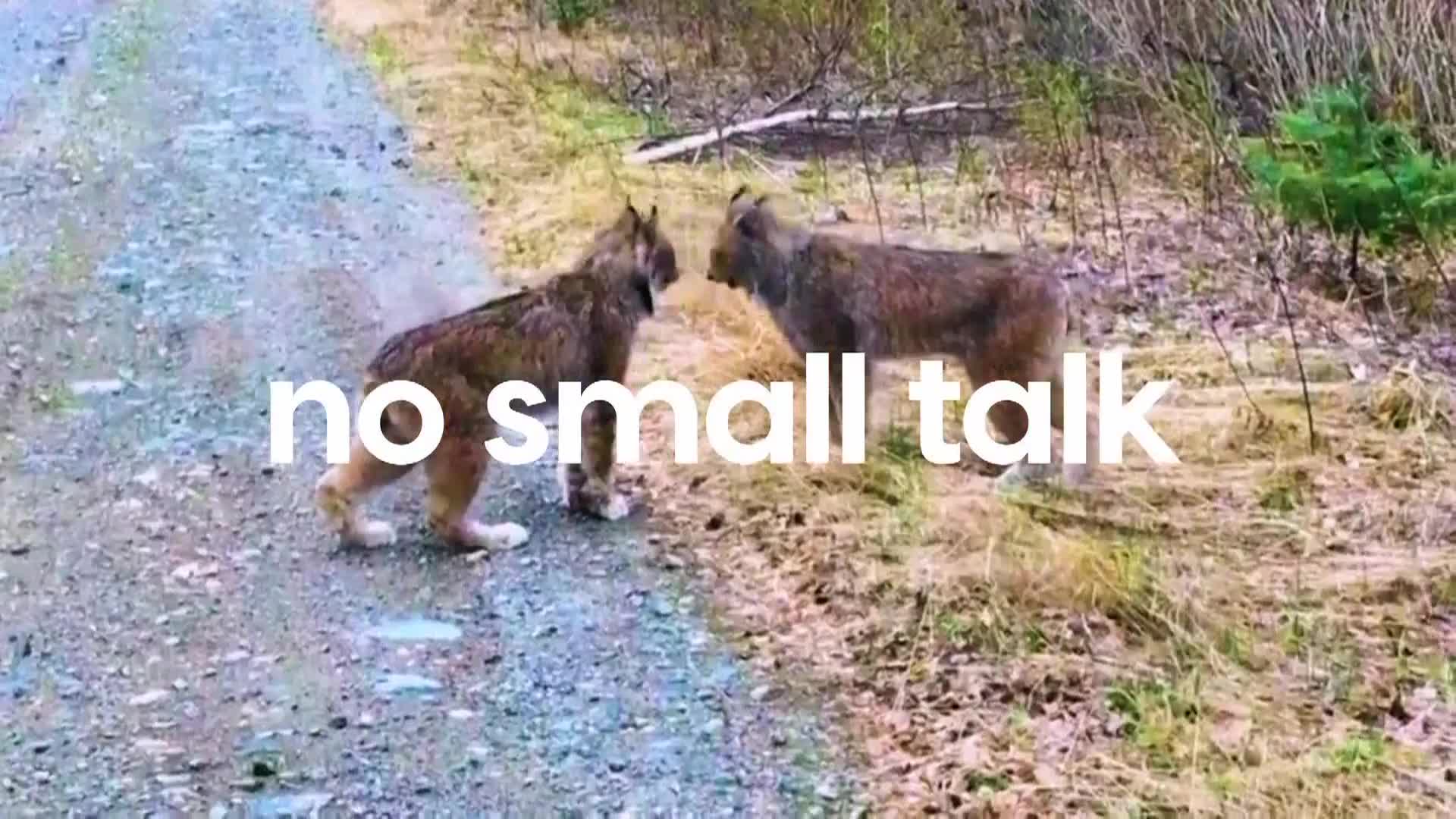 AnimalPlanet