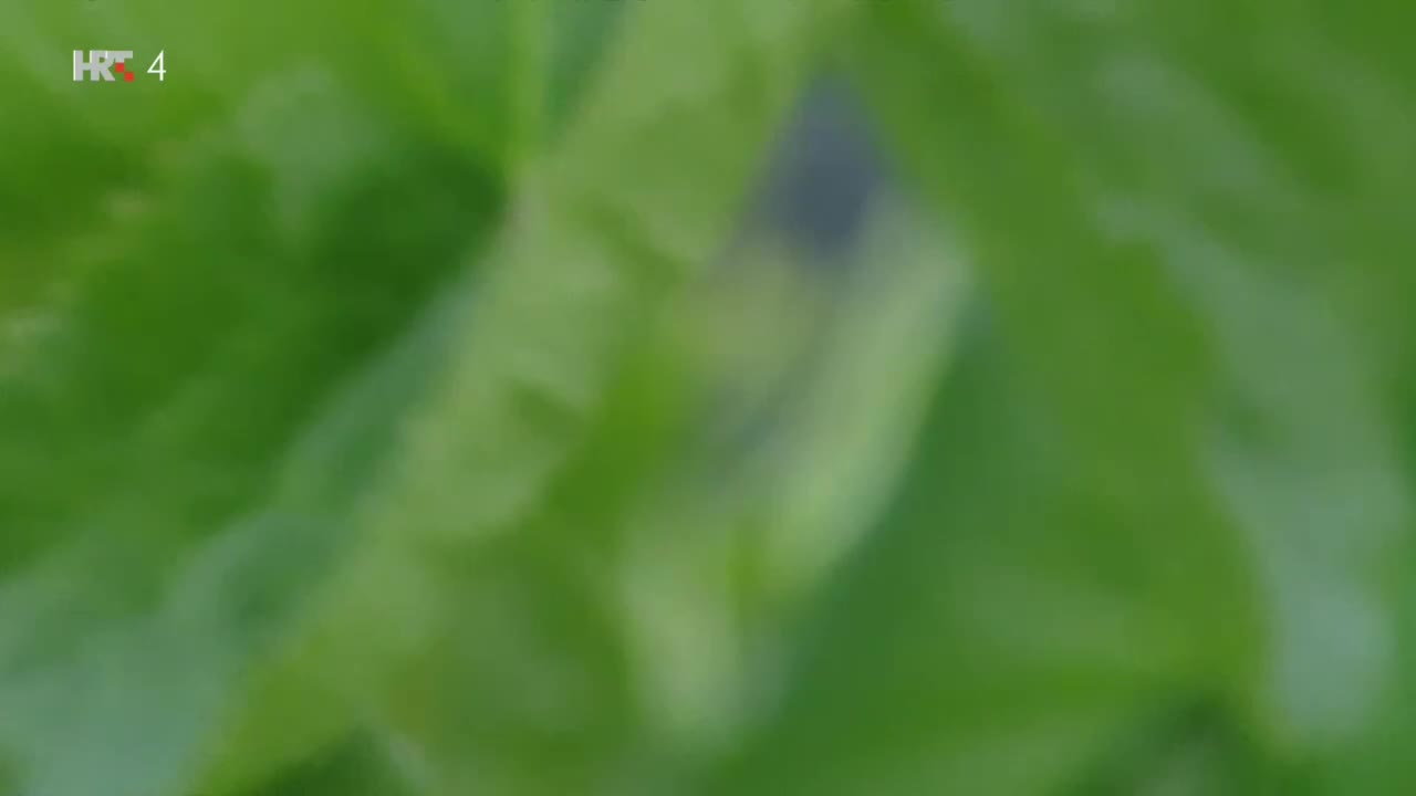 HRT4