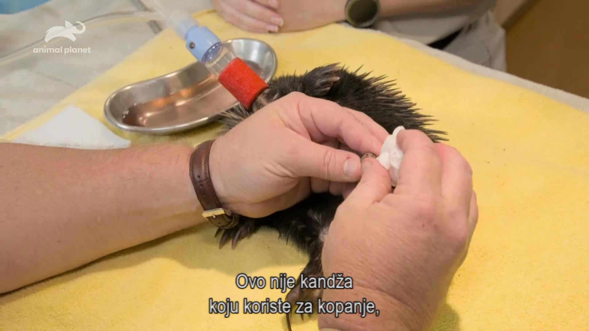 AnimalPlanet