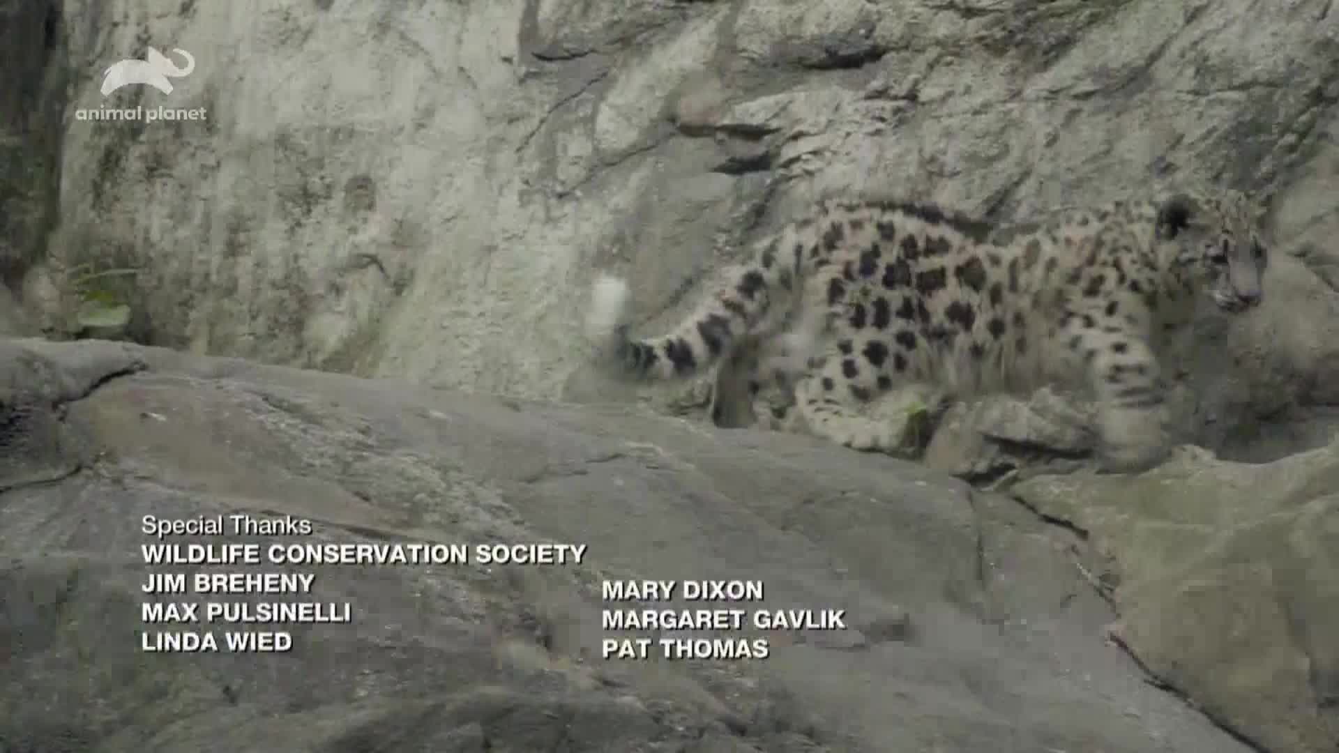 AnimalPlanet