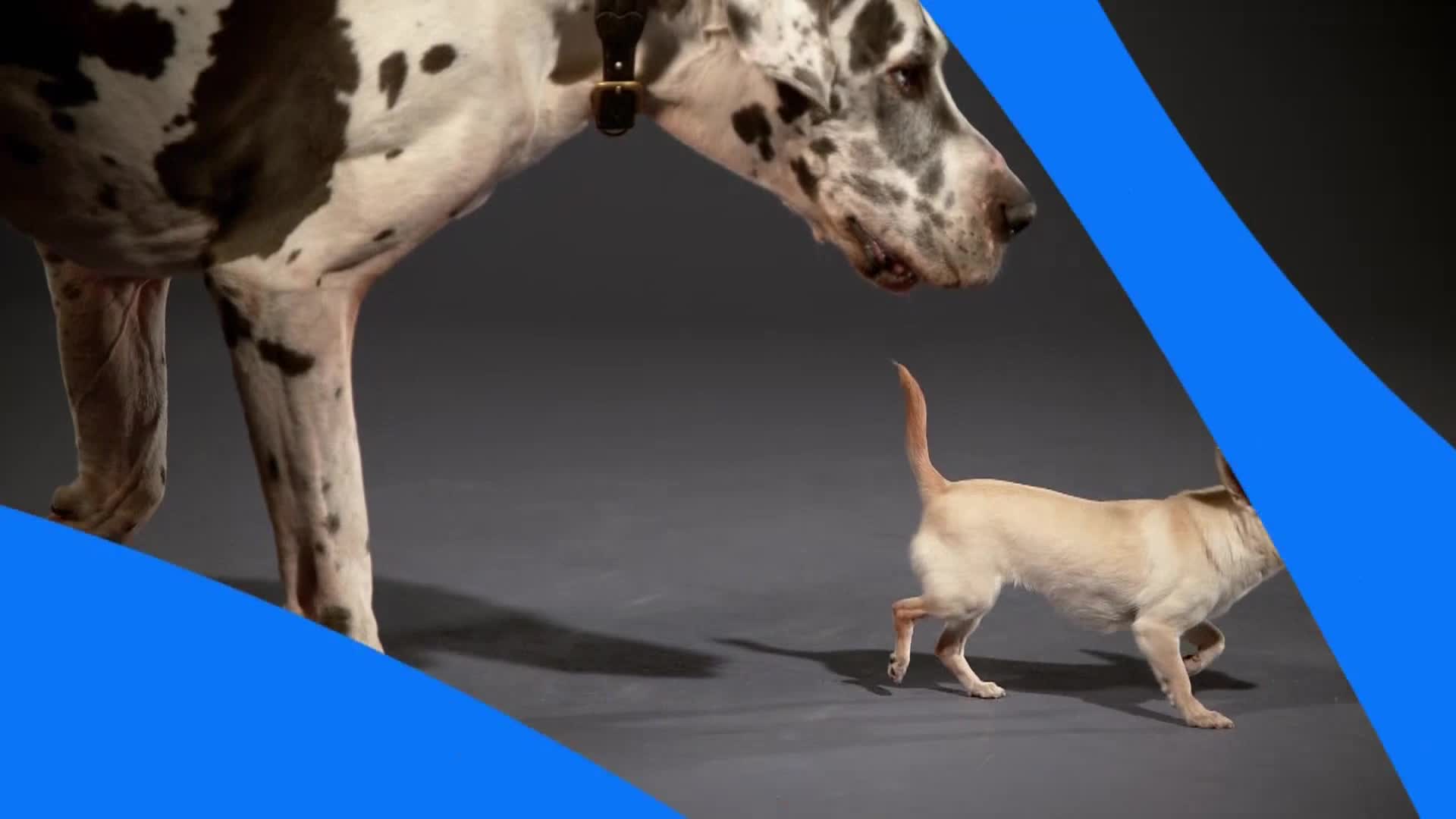 AnimalPlanet