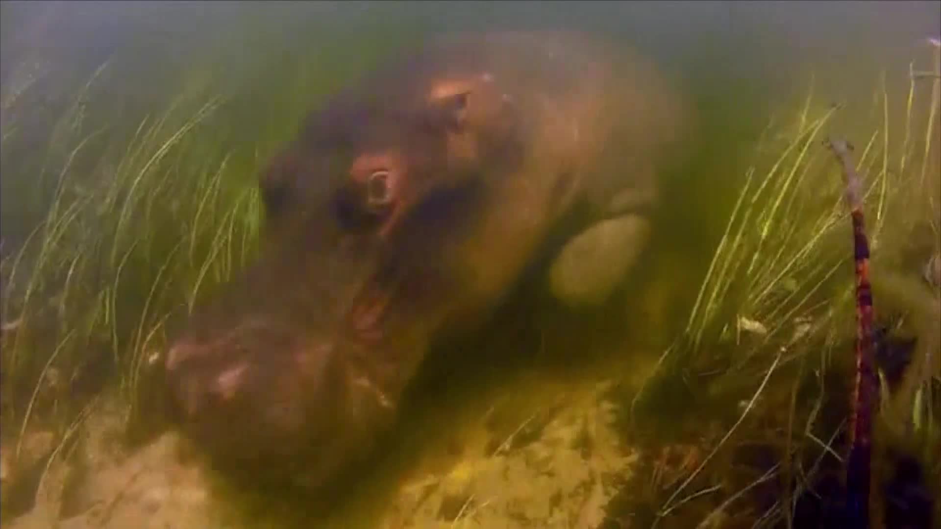AnimalPlanet