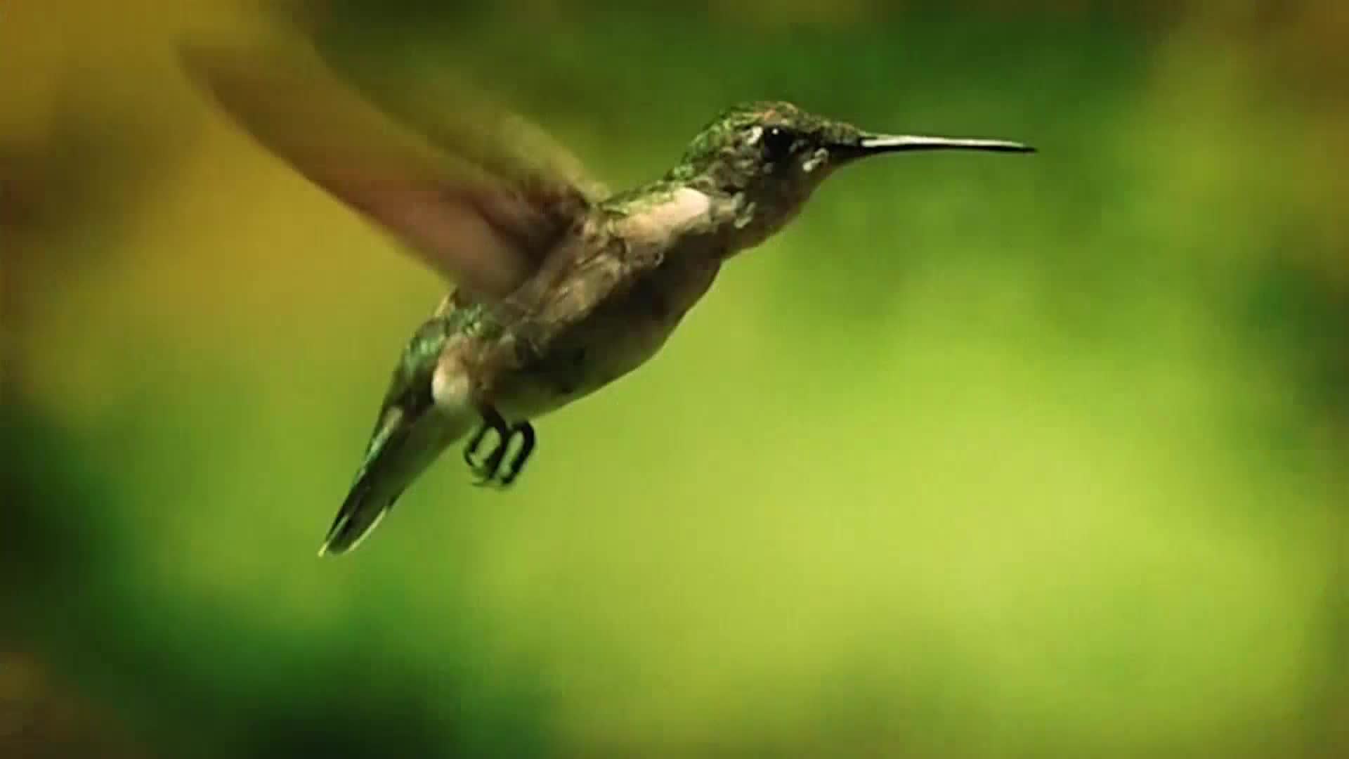 AnimalPlanet
