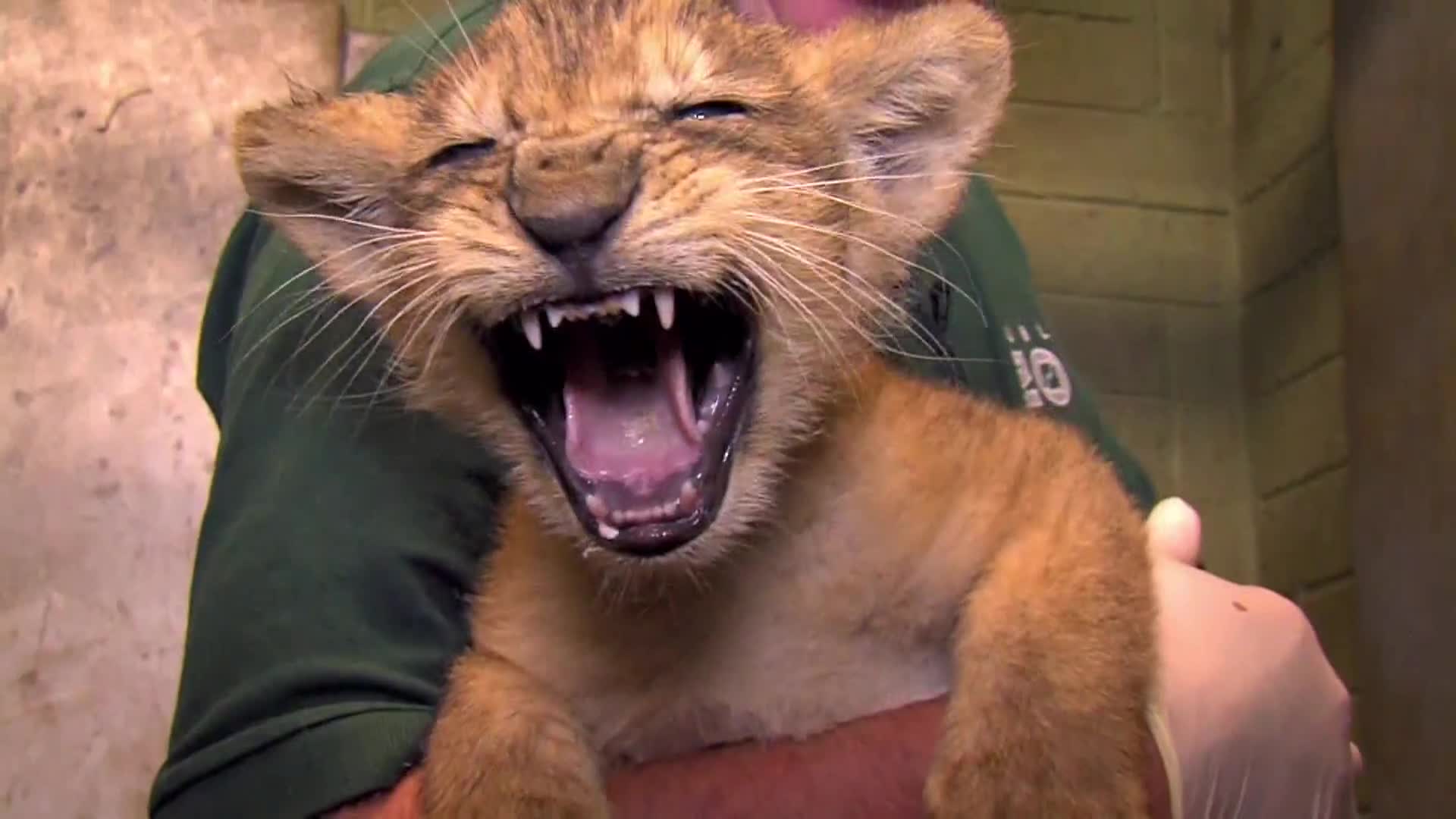 AnimalPlanet