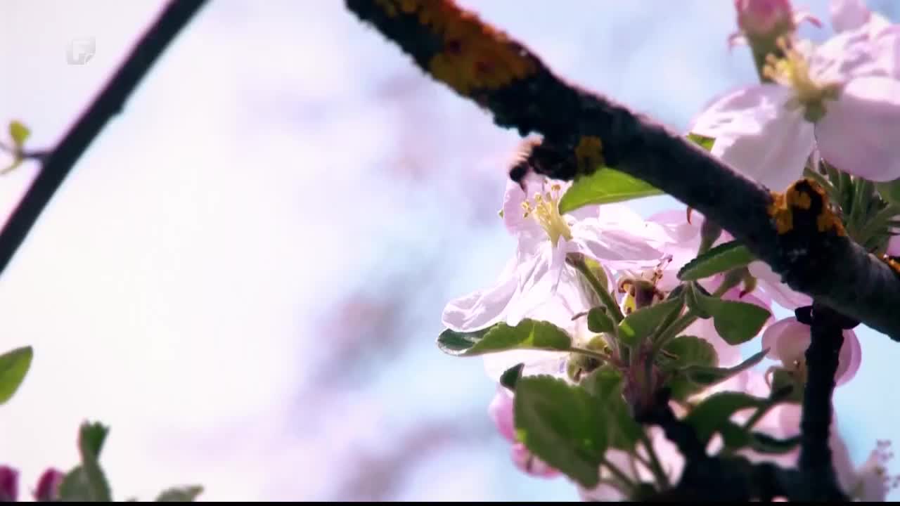FTV