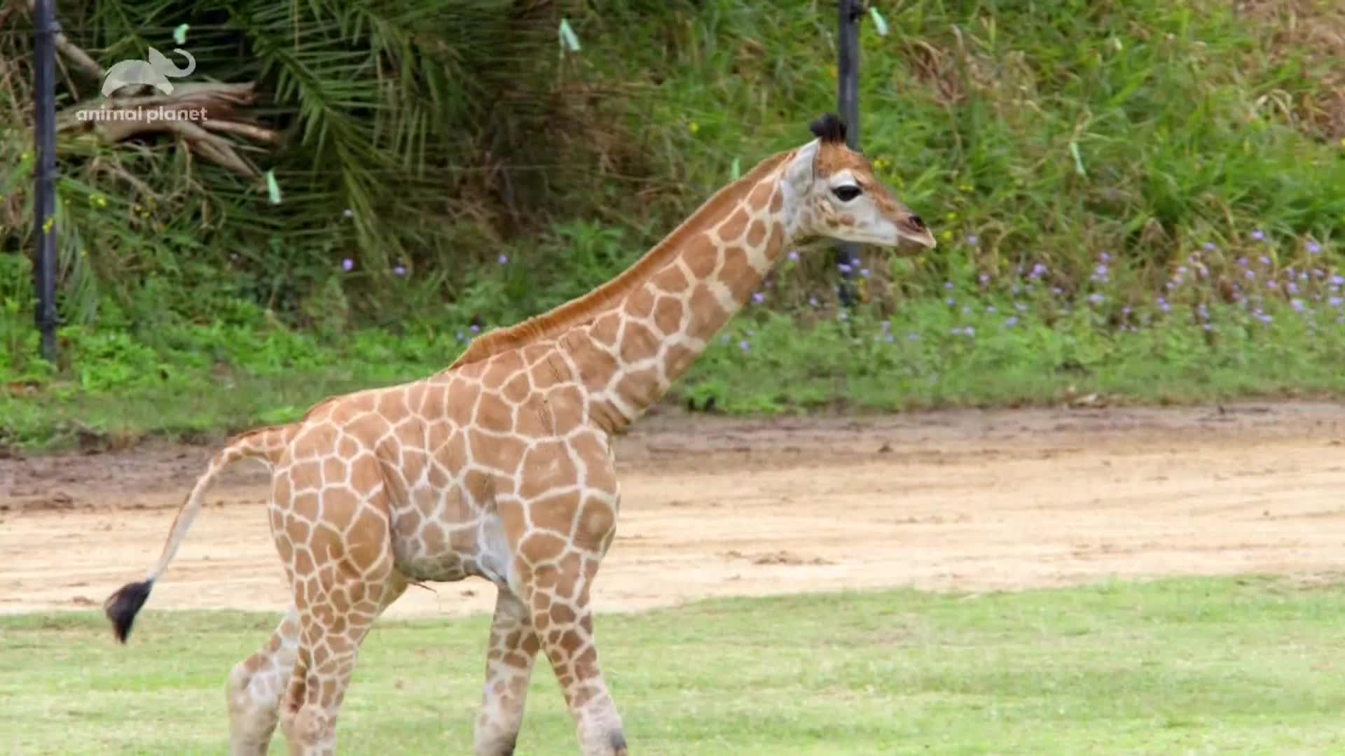 AnimalPlanet