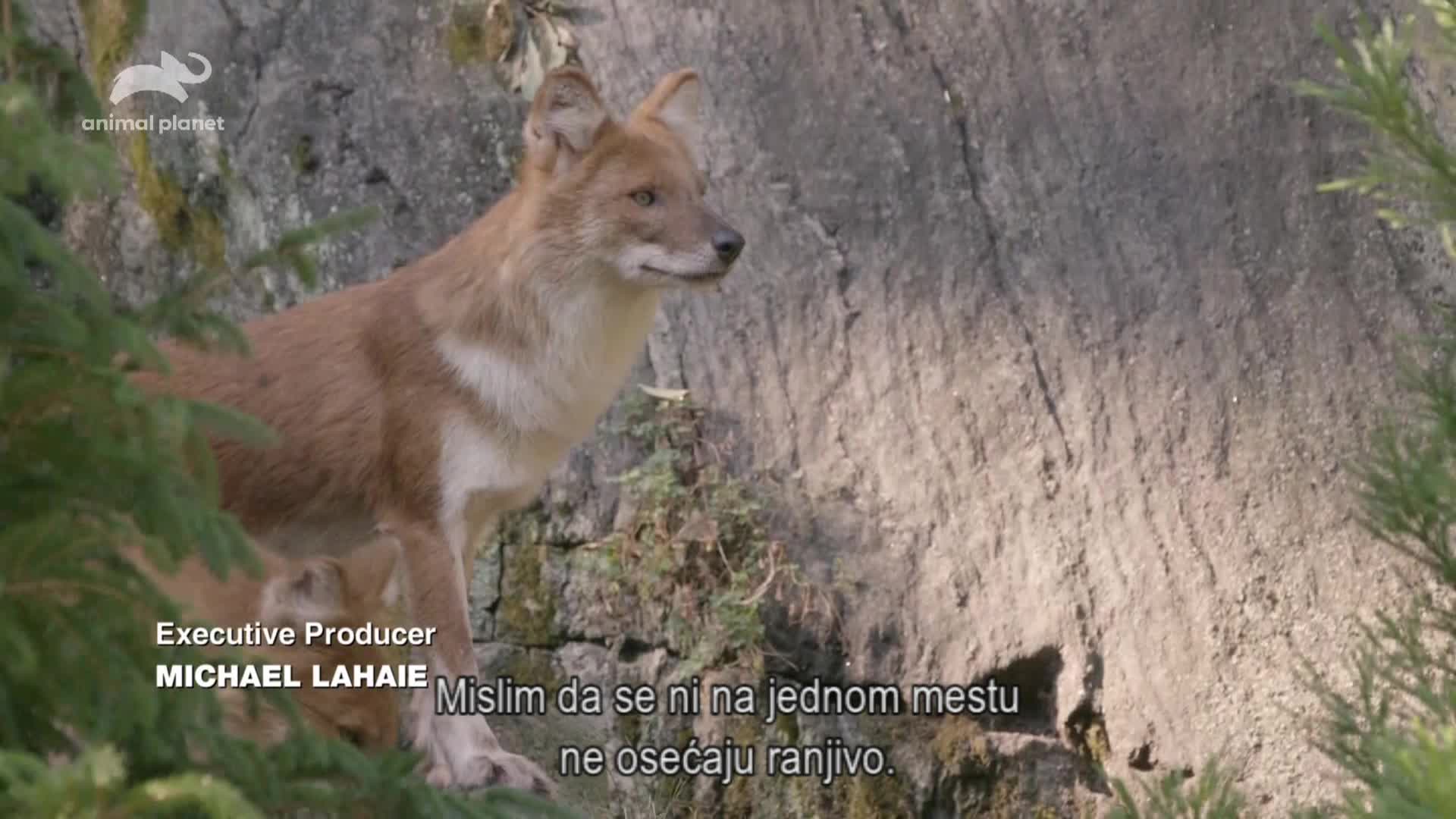 AnimalPlanet
