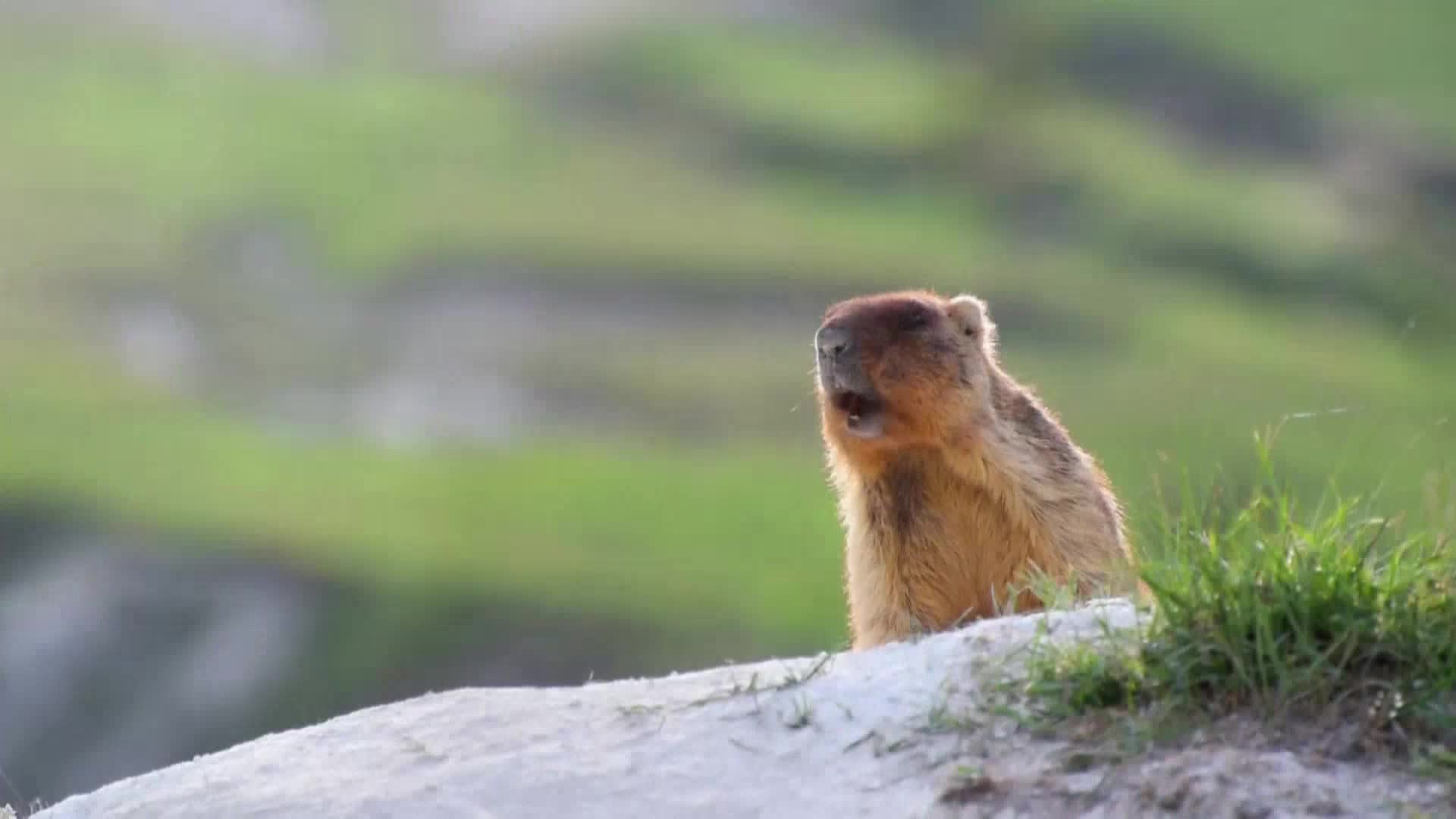 AnimalPlanet
