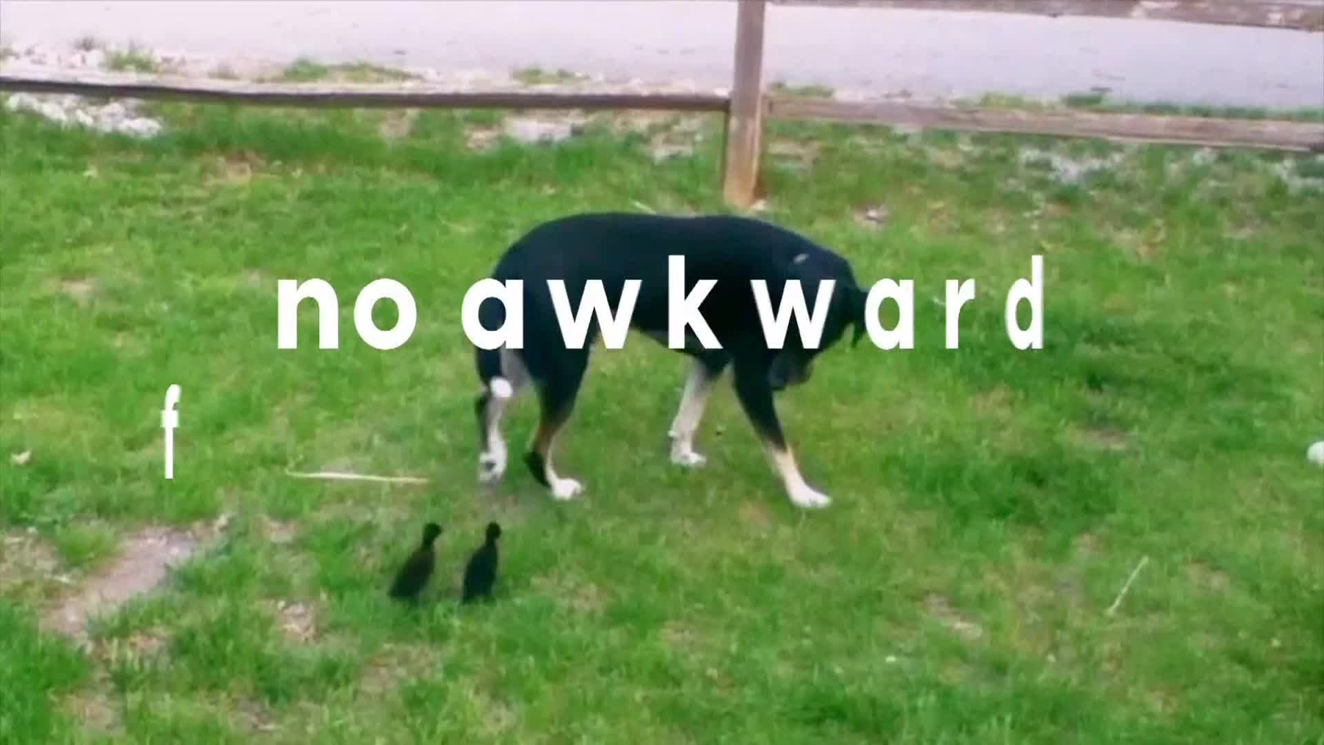 AnimalPlanet