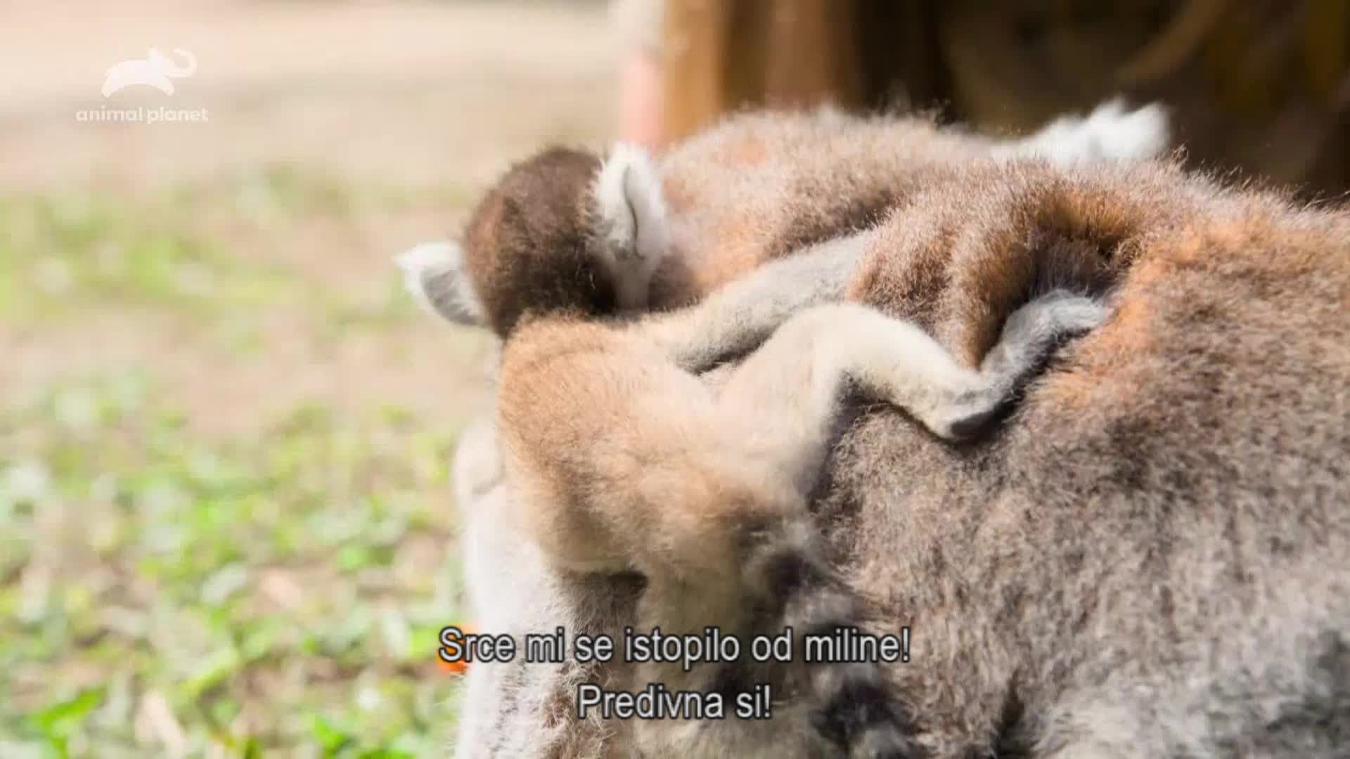 AnimalPlanet
