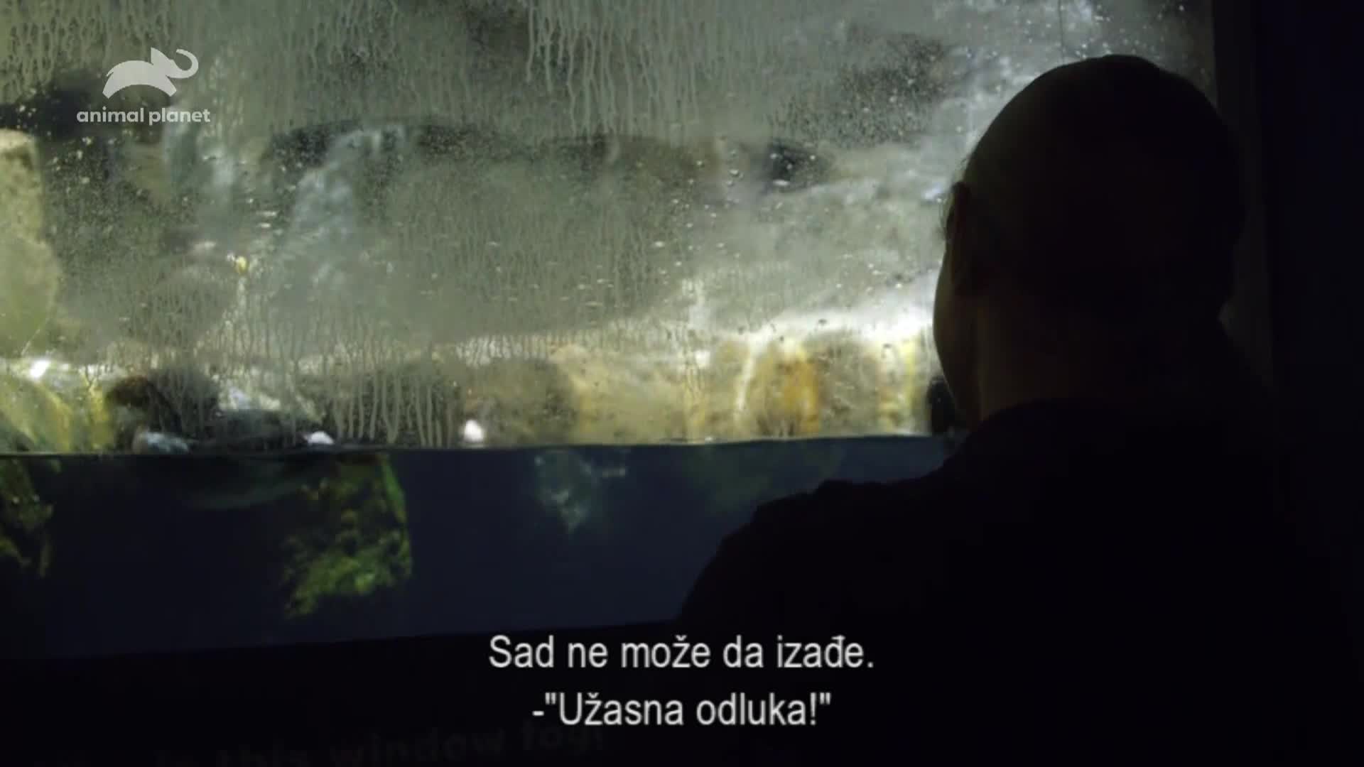 AnimalPlanet
