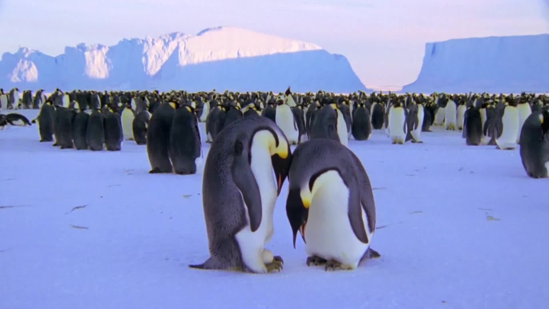 AnimalPlanet