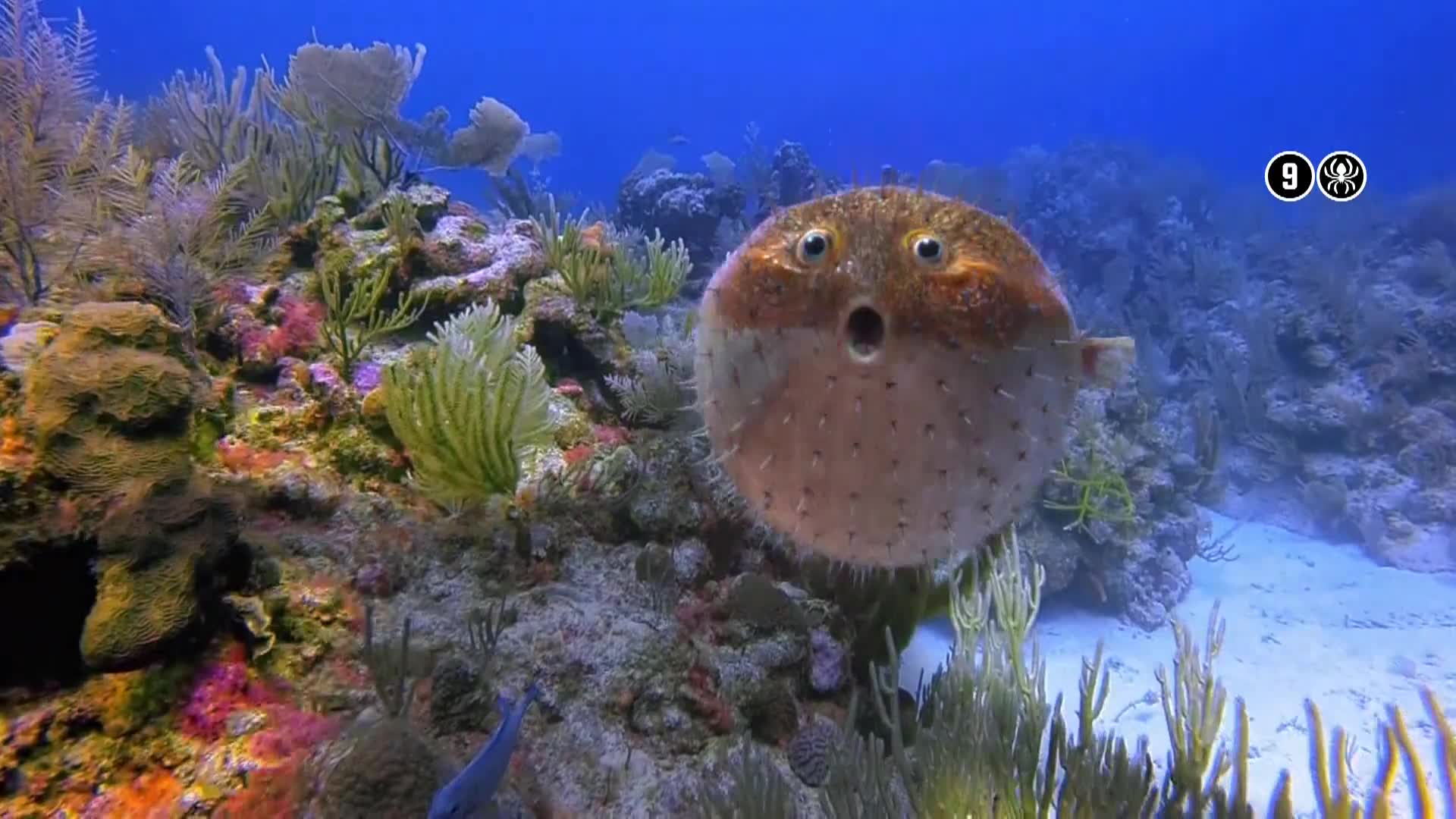 AnimalPlanet