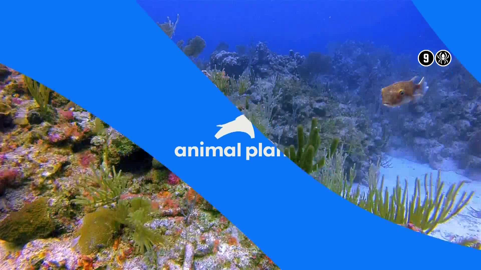 AnimalPlanet